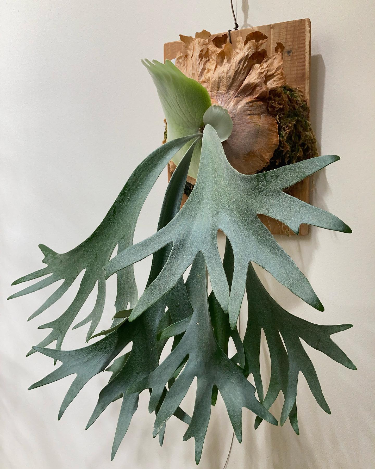 面白い貯水葉になりそうな from @botaniquelife