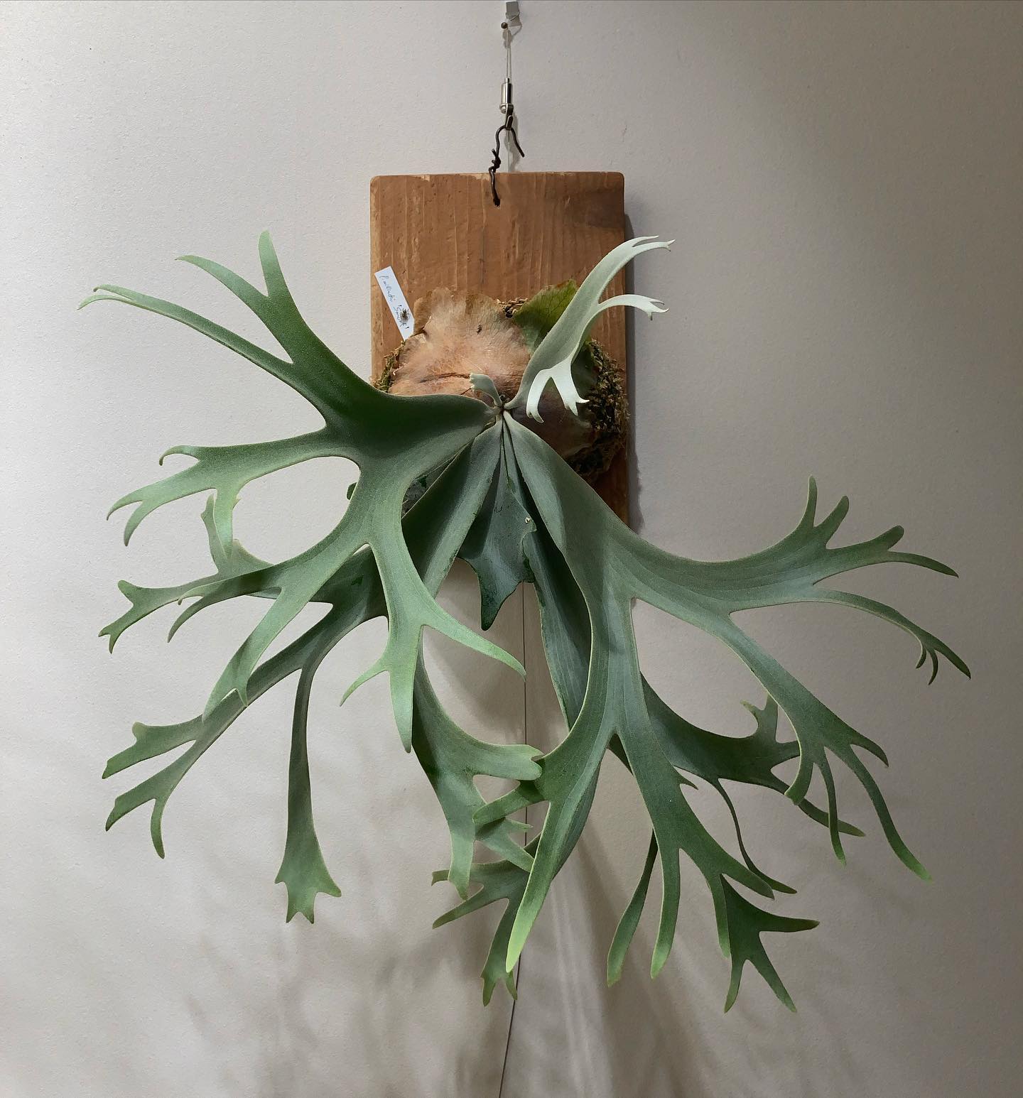 P. willinckii ’smurf’ これ、めちゃくちゃ良くないですか？！