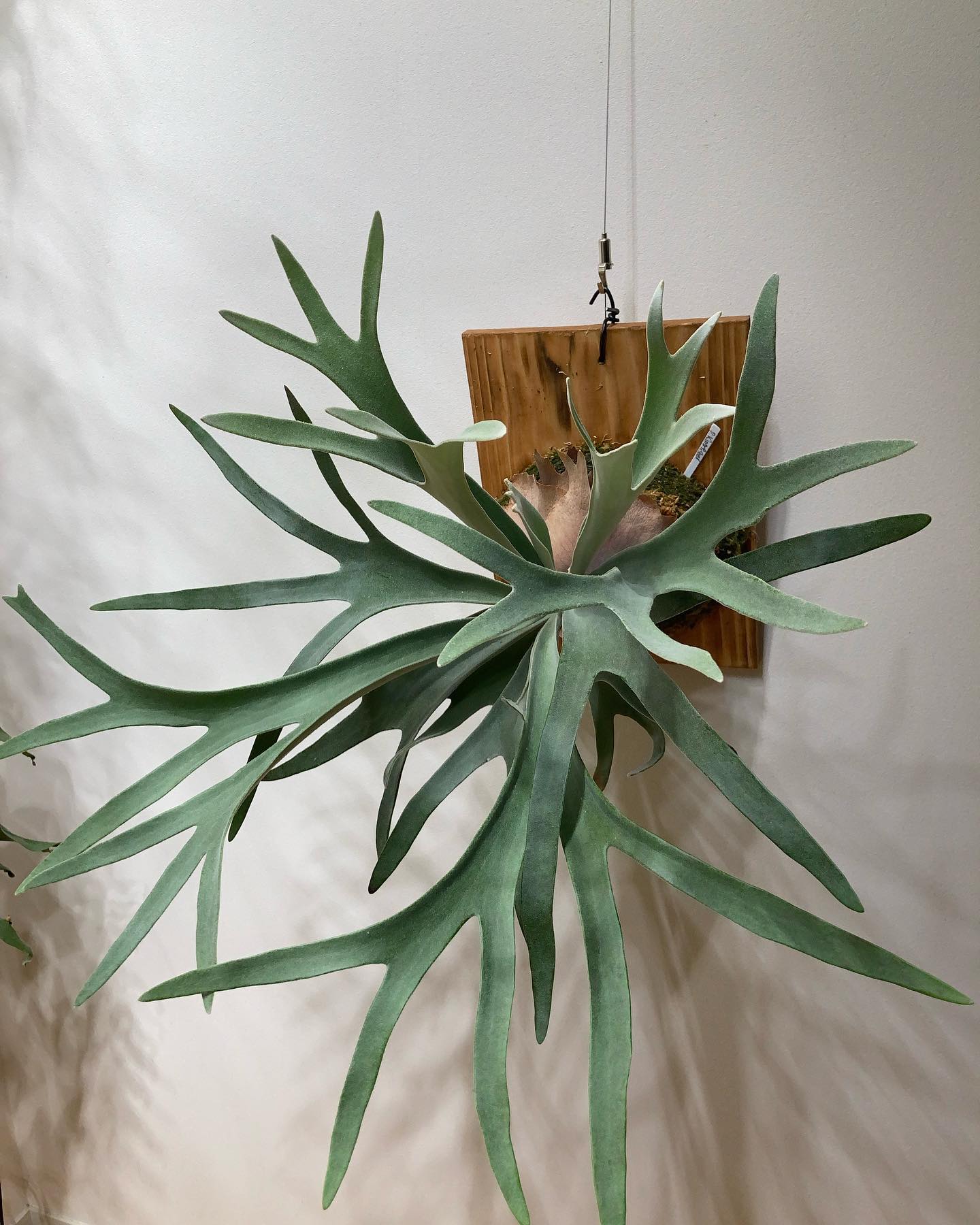 うちのカワセミちゃん この品種は育てる人によってかなり葉姿が異なる印象。