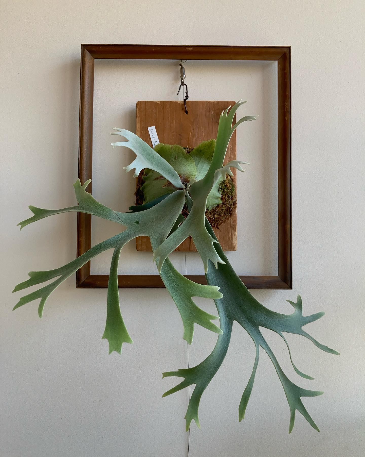 P.willinckii”smurf” 昨日樹祭で見かけた親株とはかなり違った葉姿。 ミステリアスな