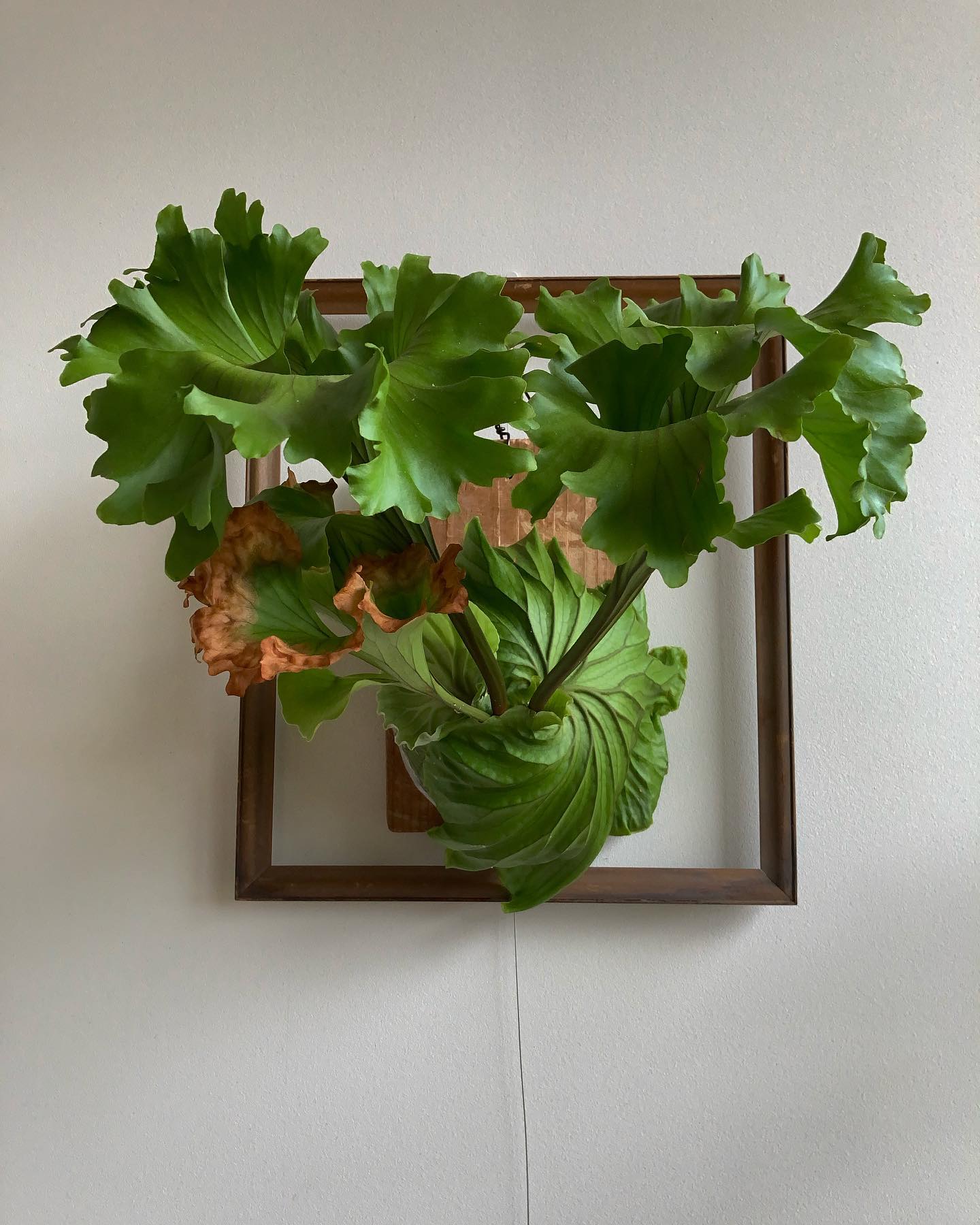 モンキーキング リドレイには珍しく全然スプーン出さない株 個性爆発、いい品種。