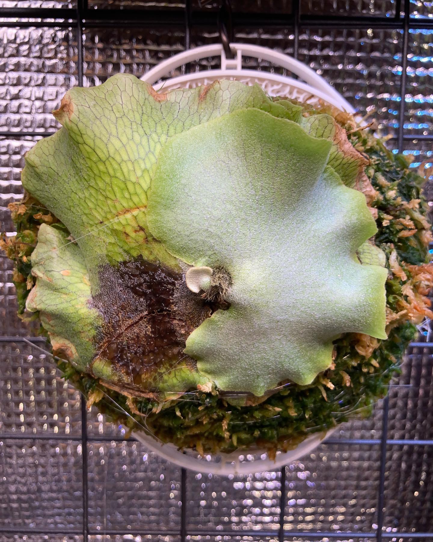 大事な株なので、Z hegoに付けてみました！ 早く育ってほしいものです