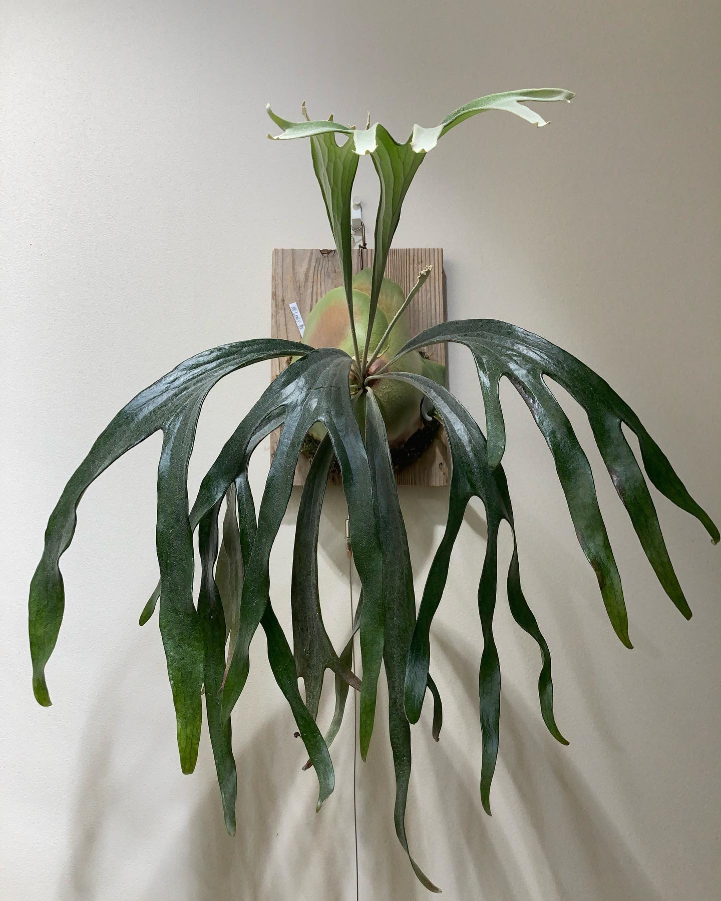 雷電を100とすると、20ディーン位のマウントルイスです。