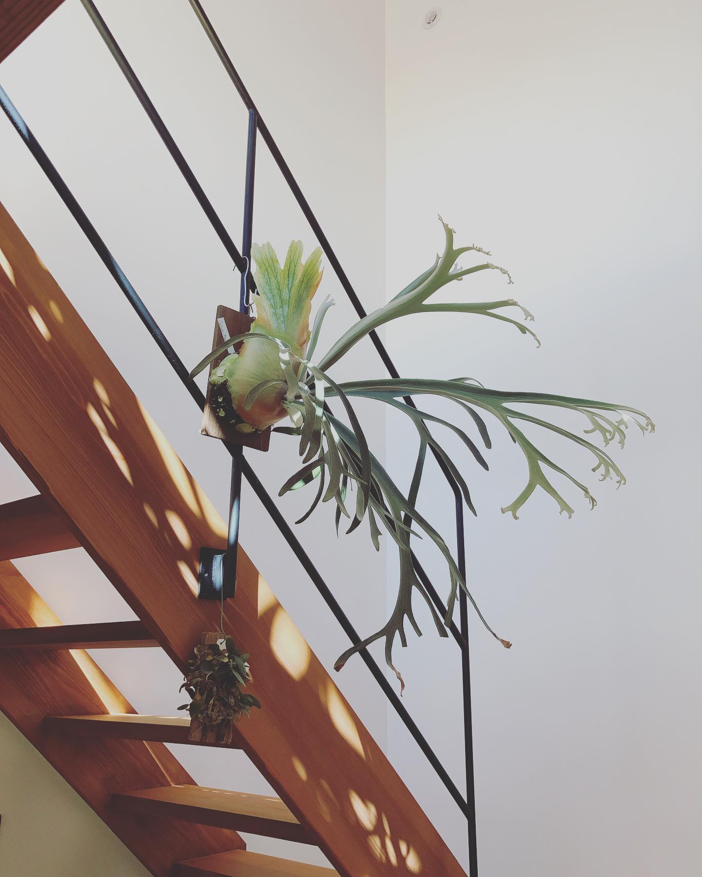 スケルトン階段はビカクを引っ掛けれるのでオススメです。