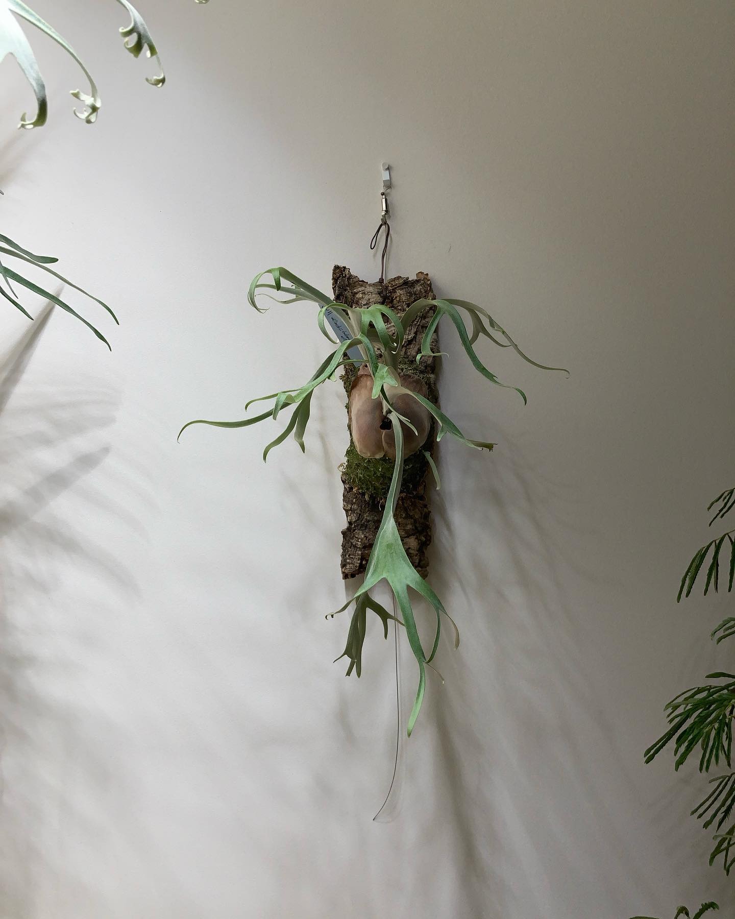 初チャンさん株はウィリンキーワイルドとなりました 見た瞬間一目惚れで持って帰って来ました 大事に育て