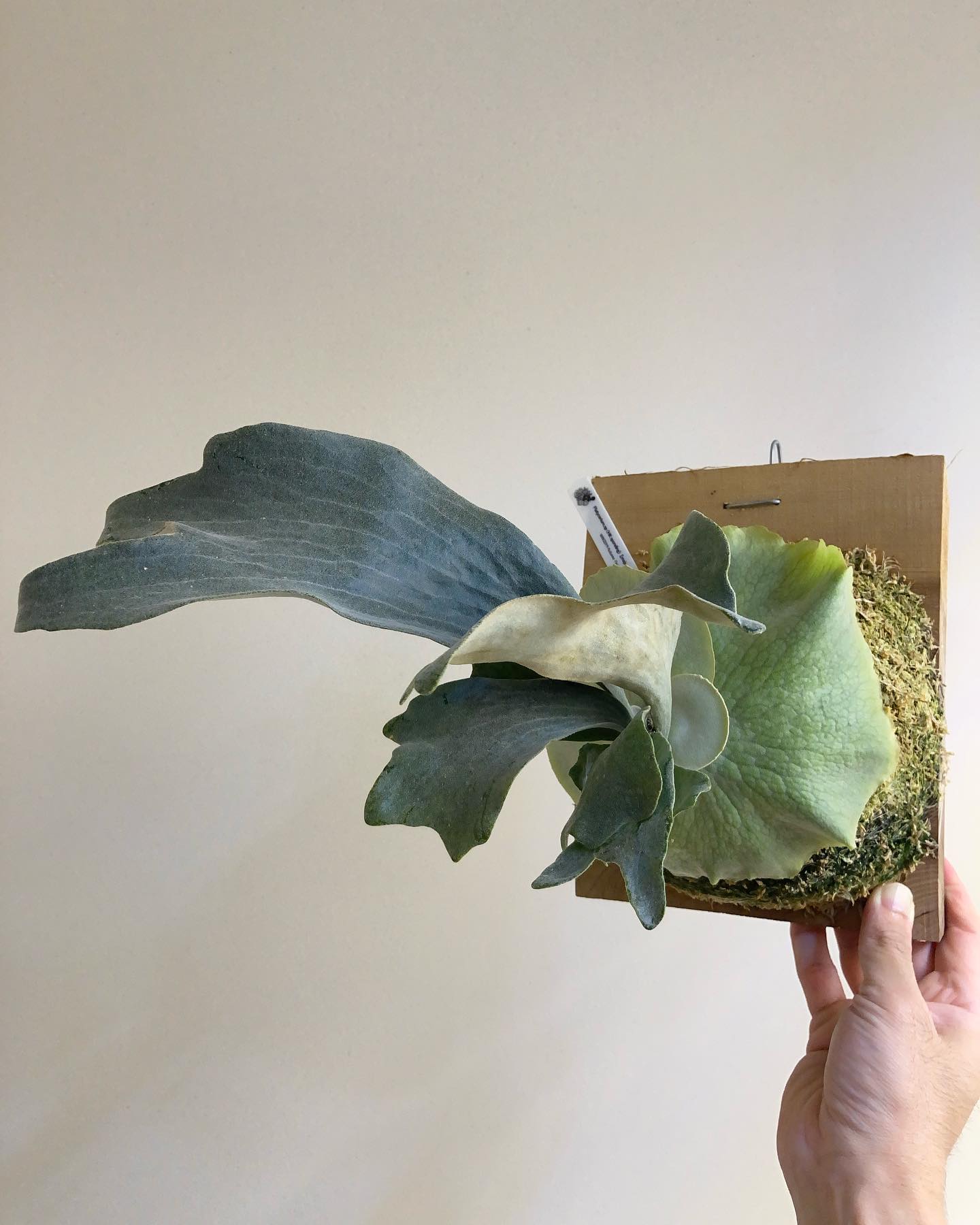 マジュスミックスです。 確か最近のチャンさんのイベントにもマジュスミックス置いてありましたね。 葉裏