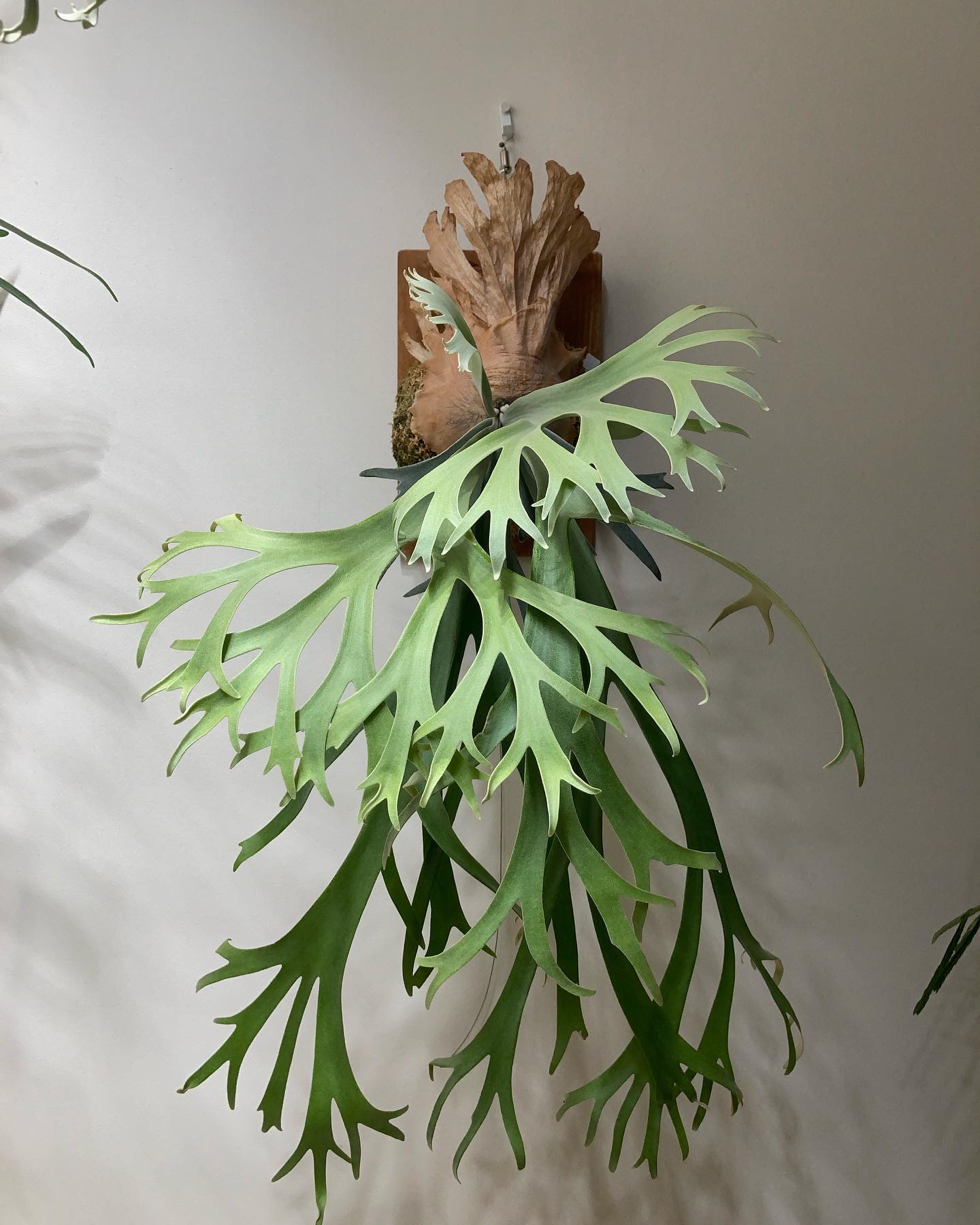 コモレビさんのイベント行きたいな〜