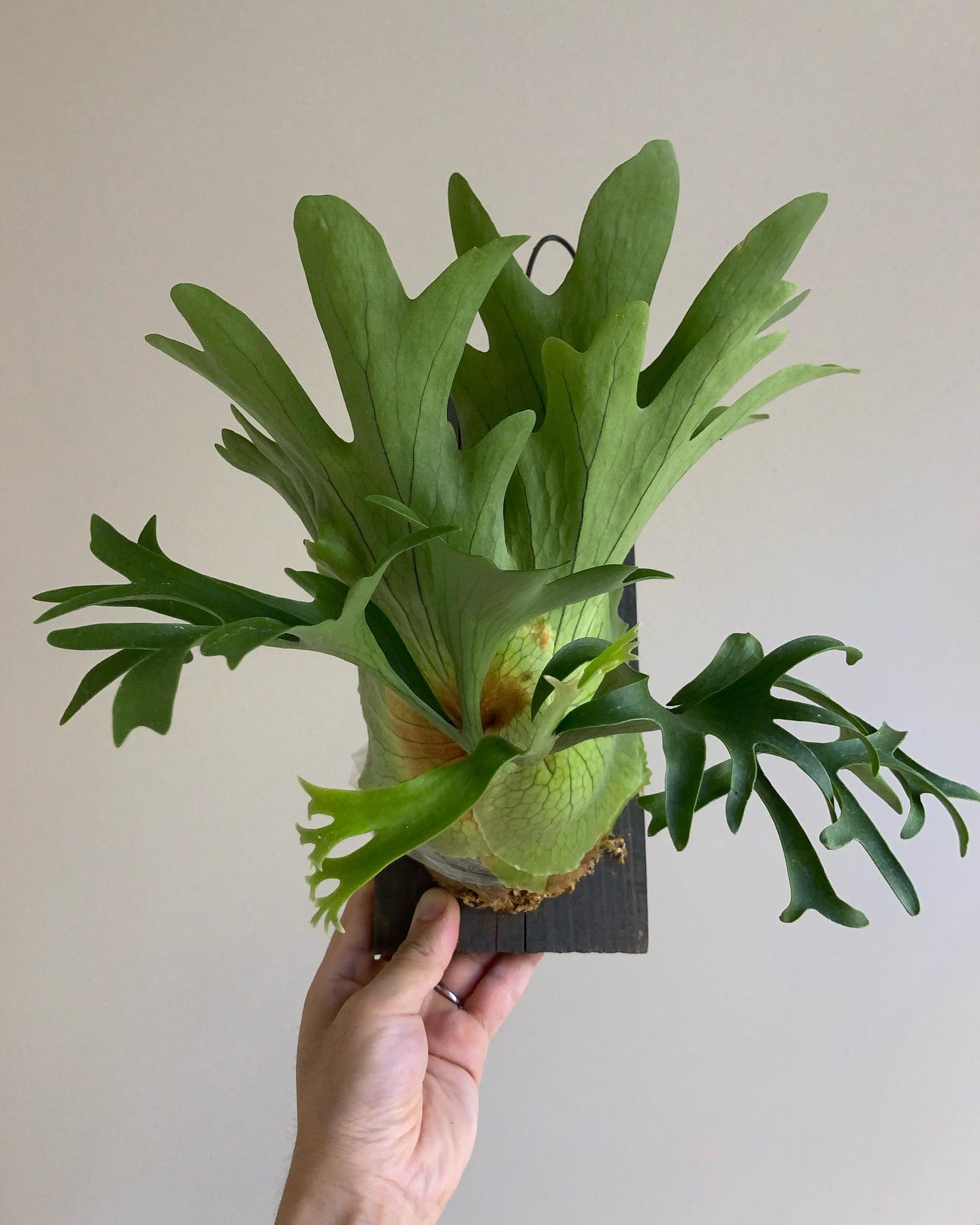 見れば見るほど素晴らしい。。 初コロナリウムです。 樹祭にて、ある方のオススメで購入。 新たな沼です