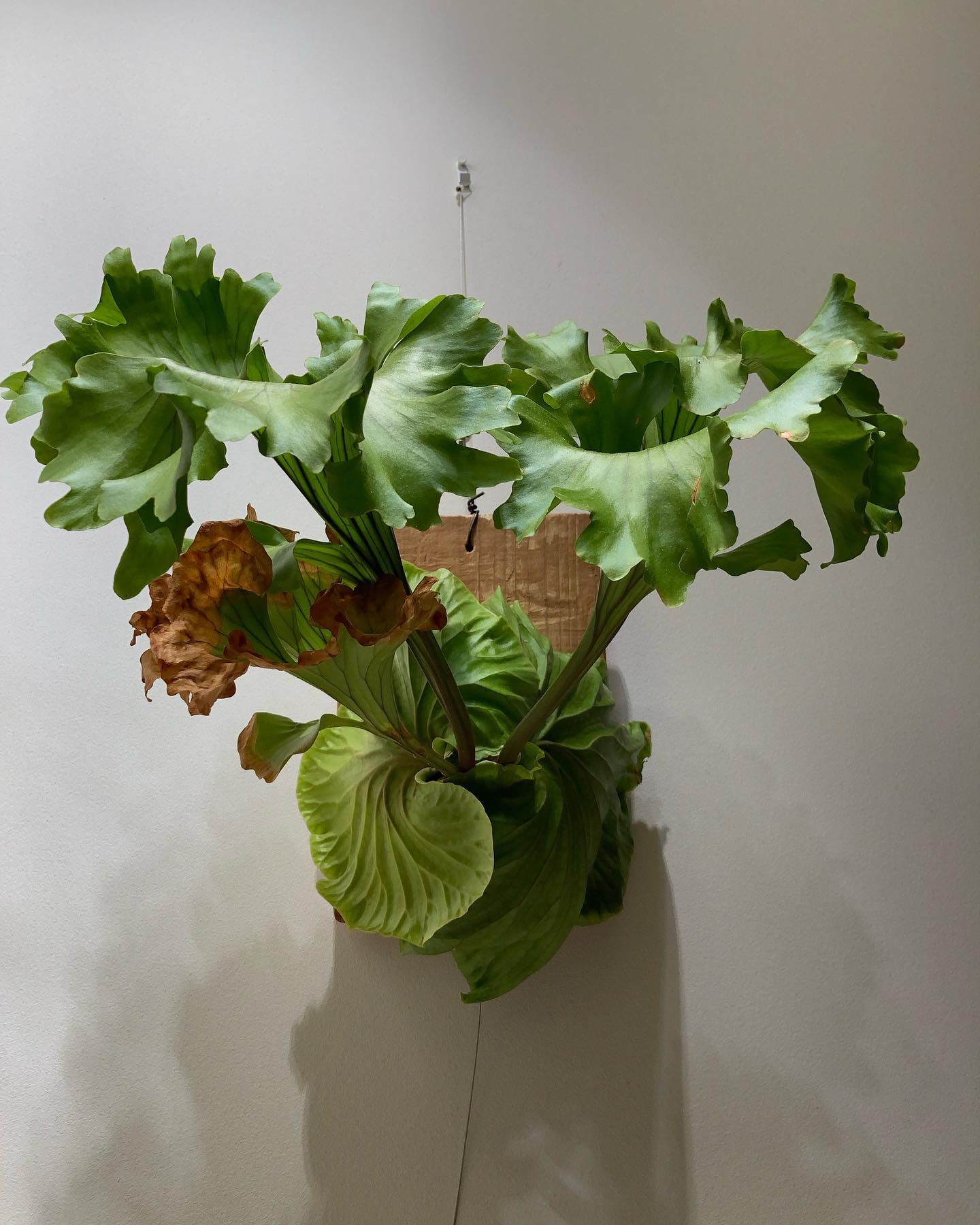 いつのまにか厳つい表情に。。 でも良いビカクです。