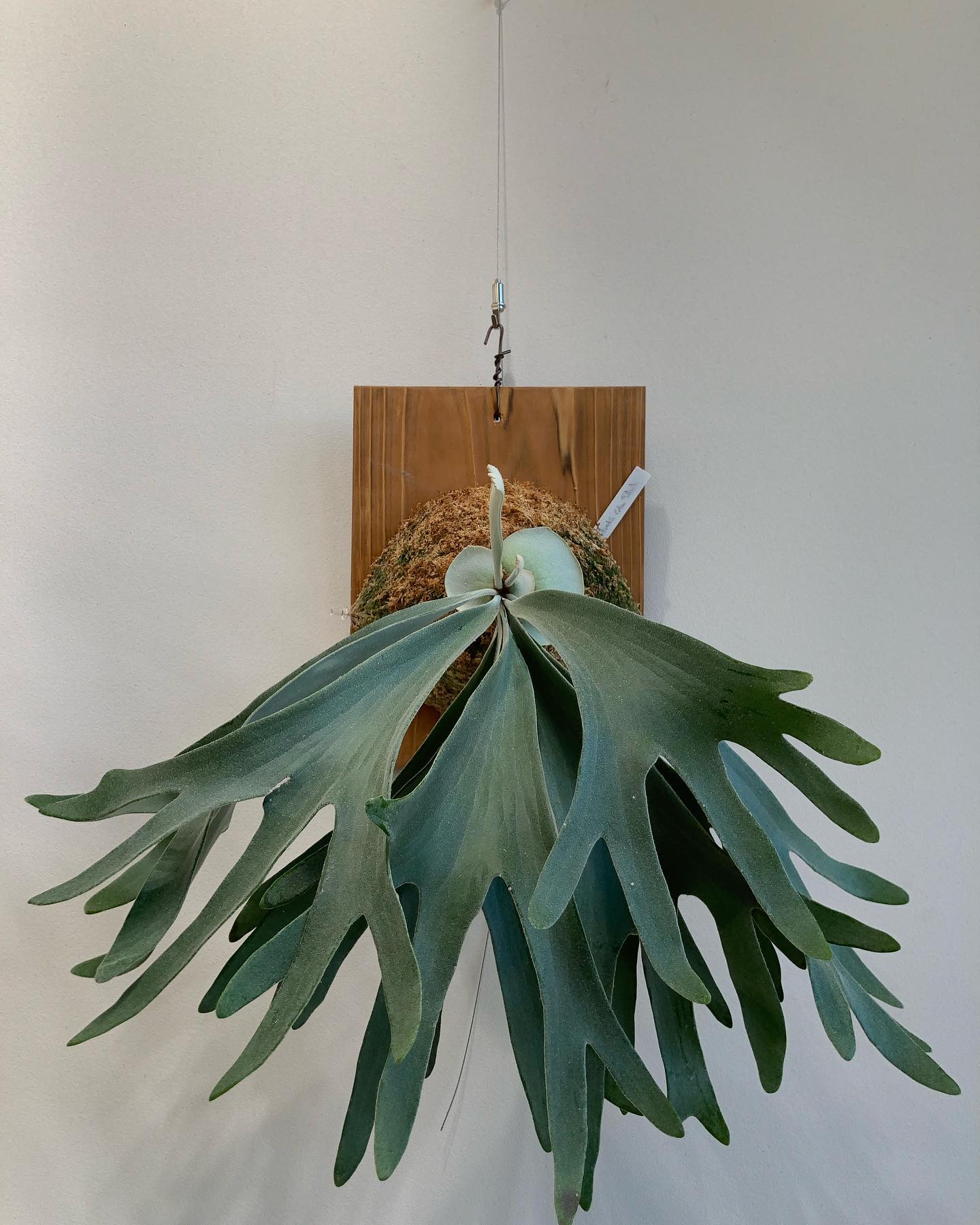 ビカク沼に浸かる転機の一つだったおセルソ様 アッパーセルソの真逆、ダウナーセルソを目指します。