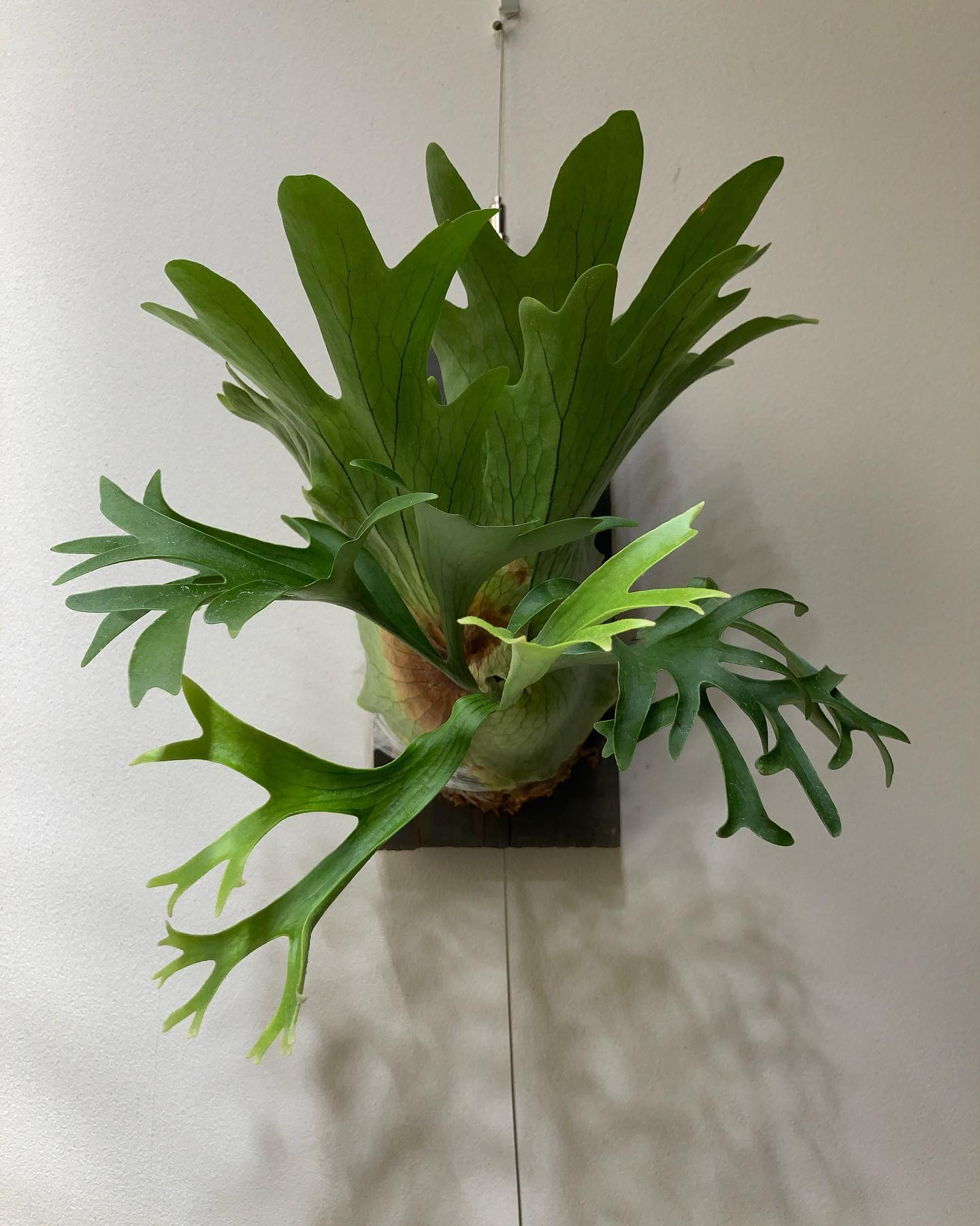 これ、かっこいいぜ？