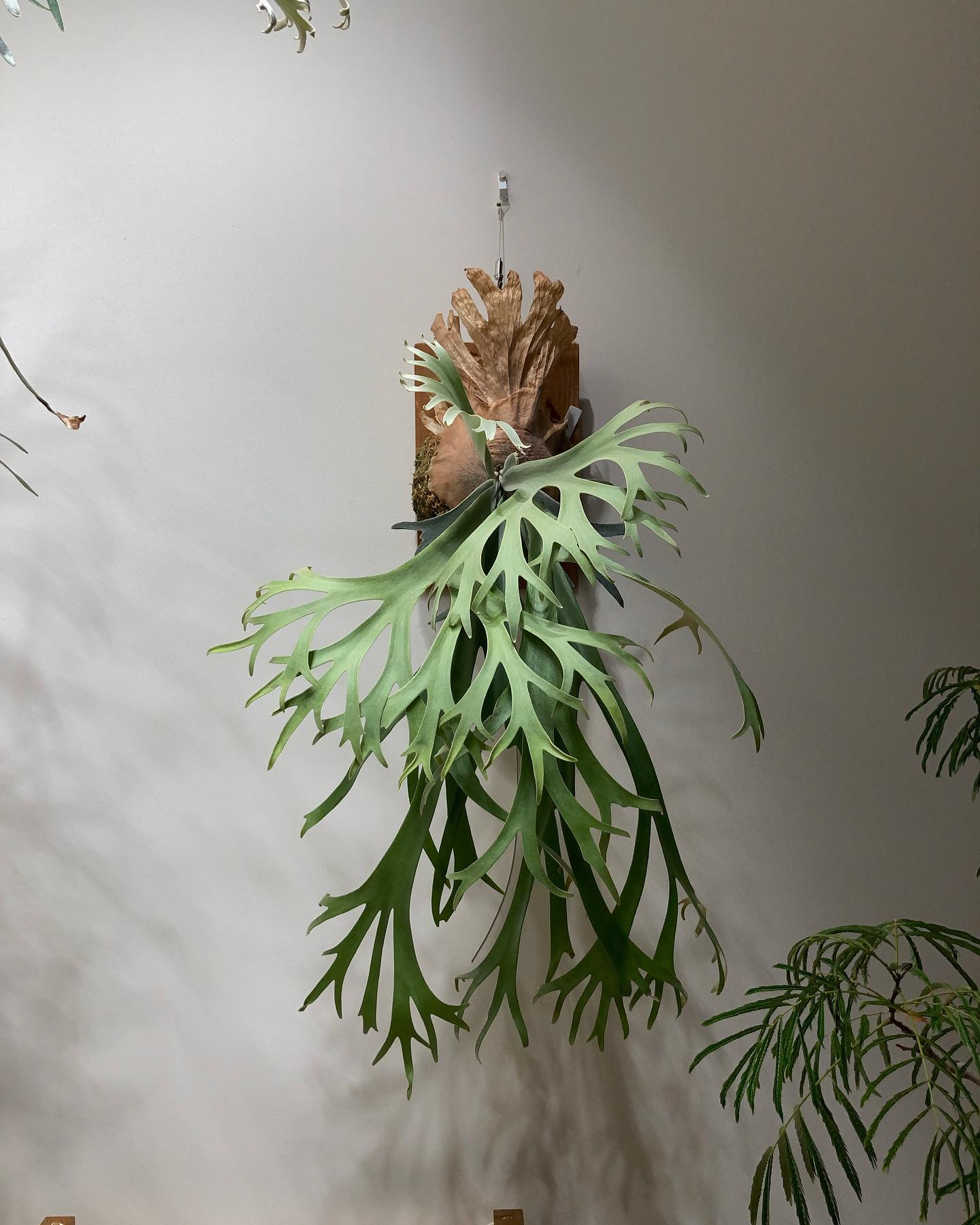 高級舞茸です。 成長も早く、とても好きなビカクシダ。 from @comolebi_plants