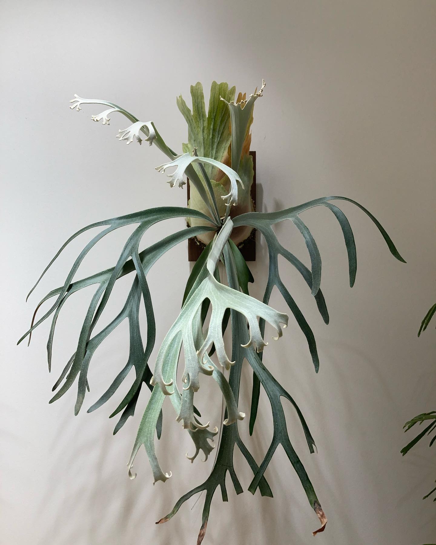 今ターンの胞子葉達が出終わった時、どんな葉姿になるのか、楽しみで仕方がない。