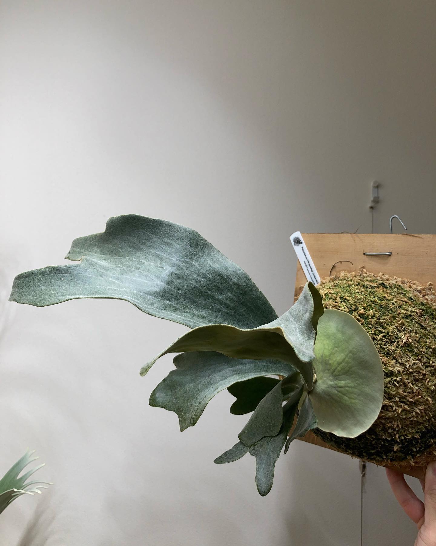 期待の株No.1 貯水葉ターンに入ってしまった 早く次の姿を見せておくれ。 from @acupom