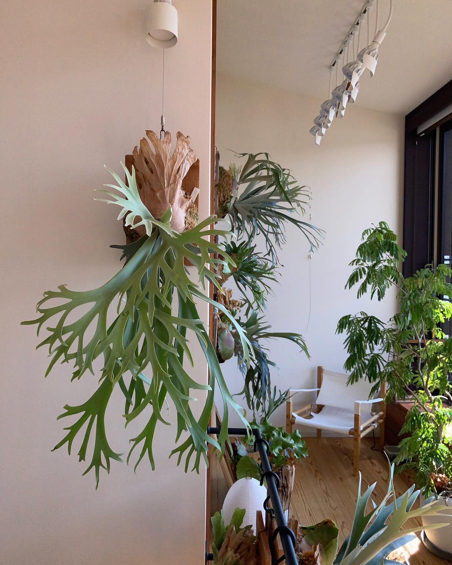 新しく出る胞子葉の勢いがなくなっている。。 そろそろ貯水葉ターン。