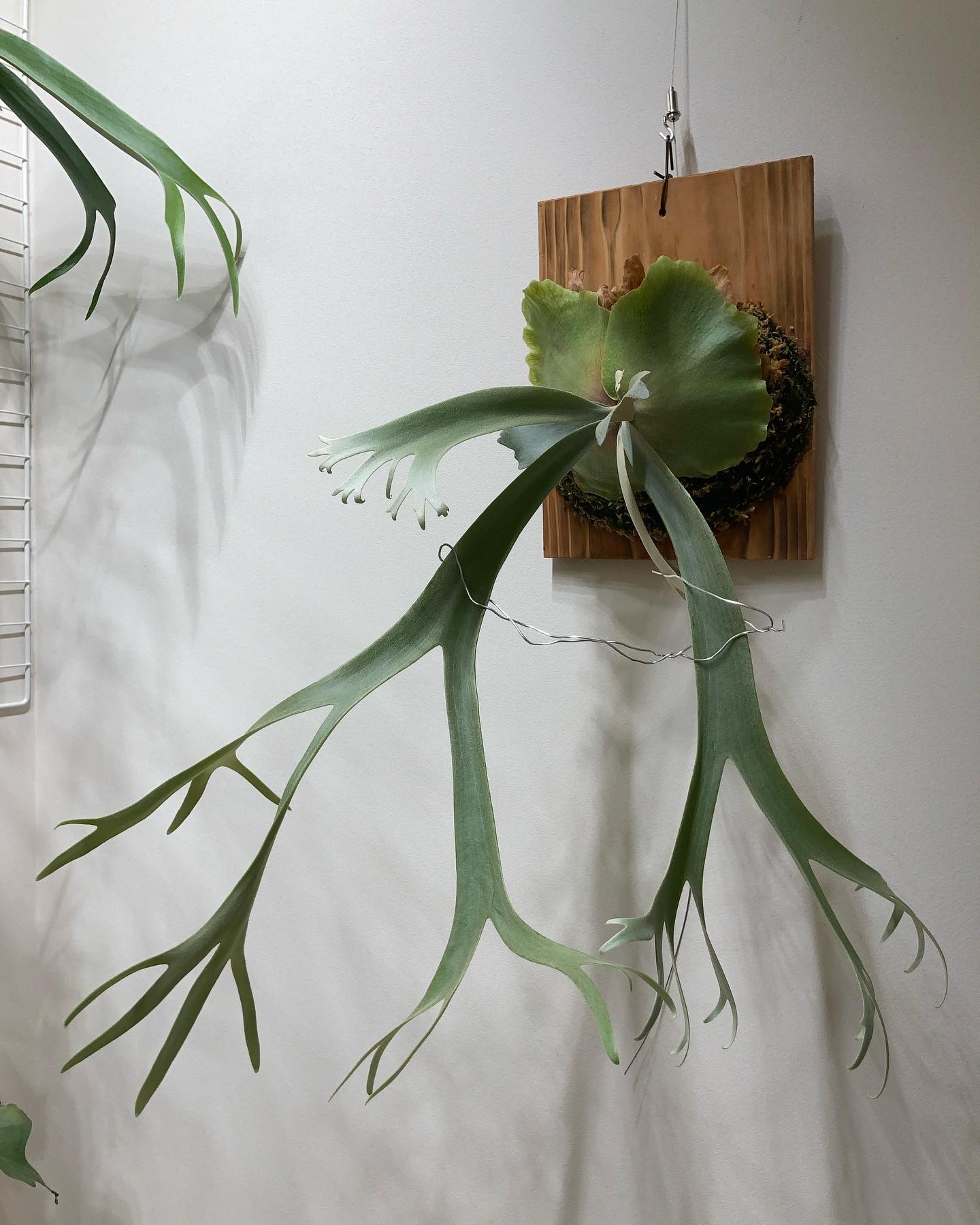 P.willinckii ‘yellow moon’ なかなか色気のあるビカクになりそう。