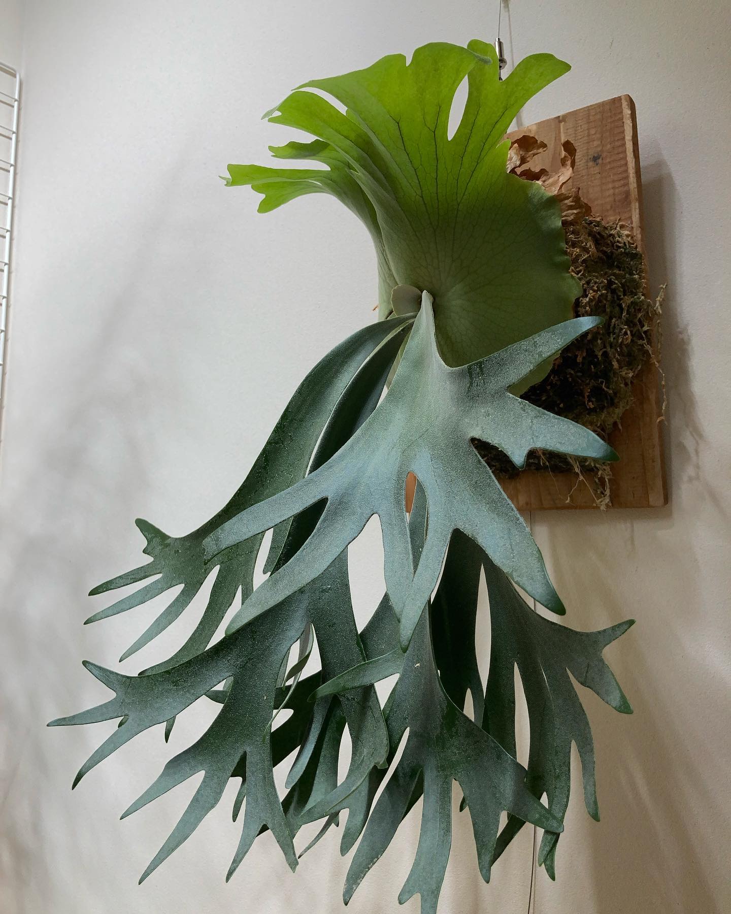 スコタツスポアです！ 個性的ではある、個性的ではあるが、、 もう一つ何かほしい感じですね