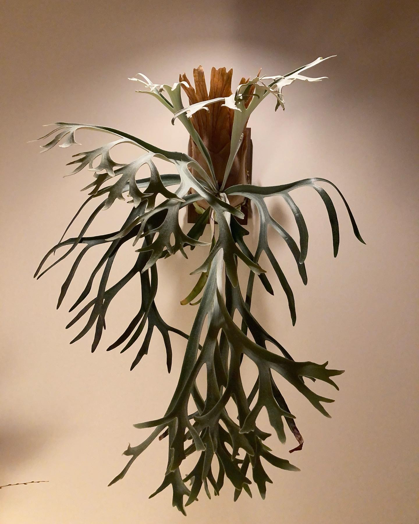 P.willinckii 'moonlight' 一枚目11月17日 二枚目去年12月13日 思い返