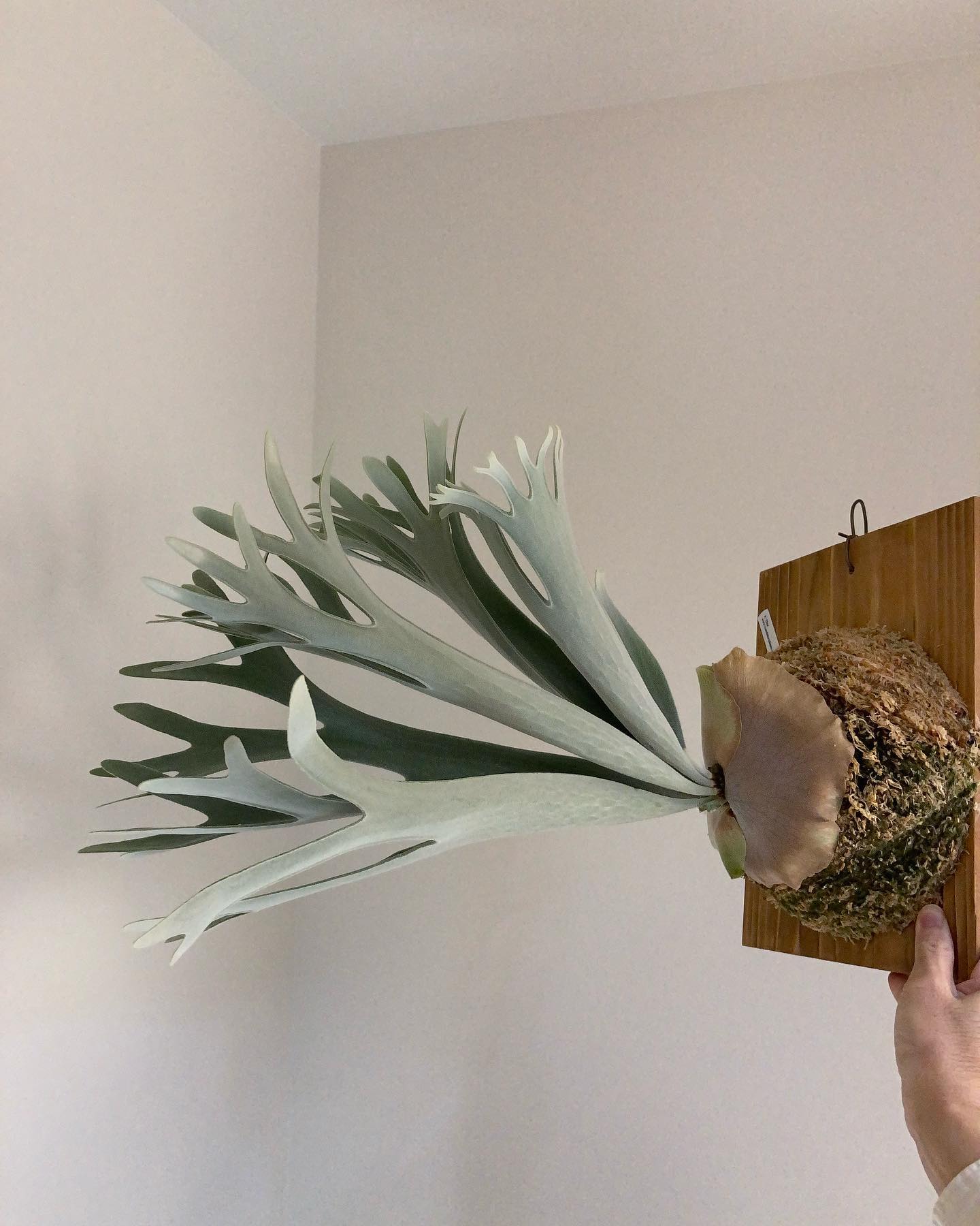 エルサ苔増し記念。 思い切って古い葉もカットしました。 もう少ししたら、化けそうです。