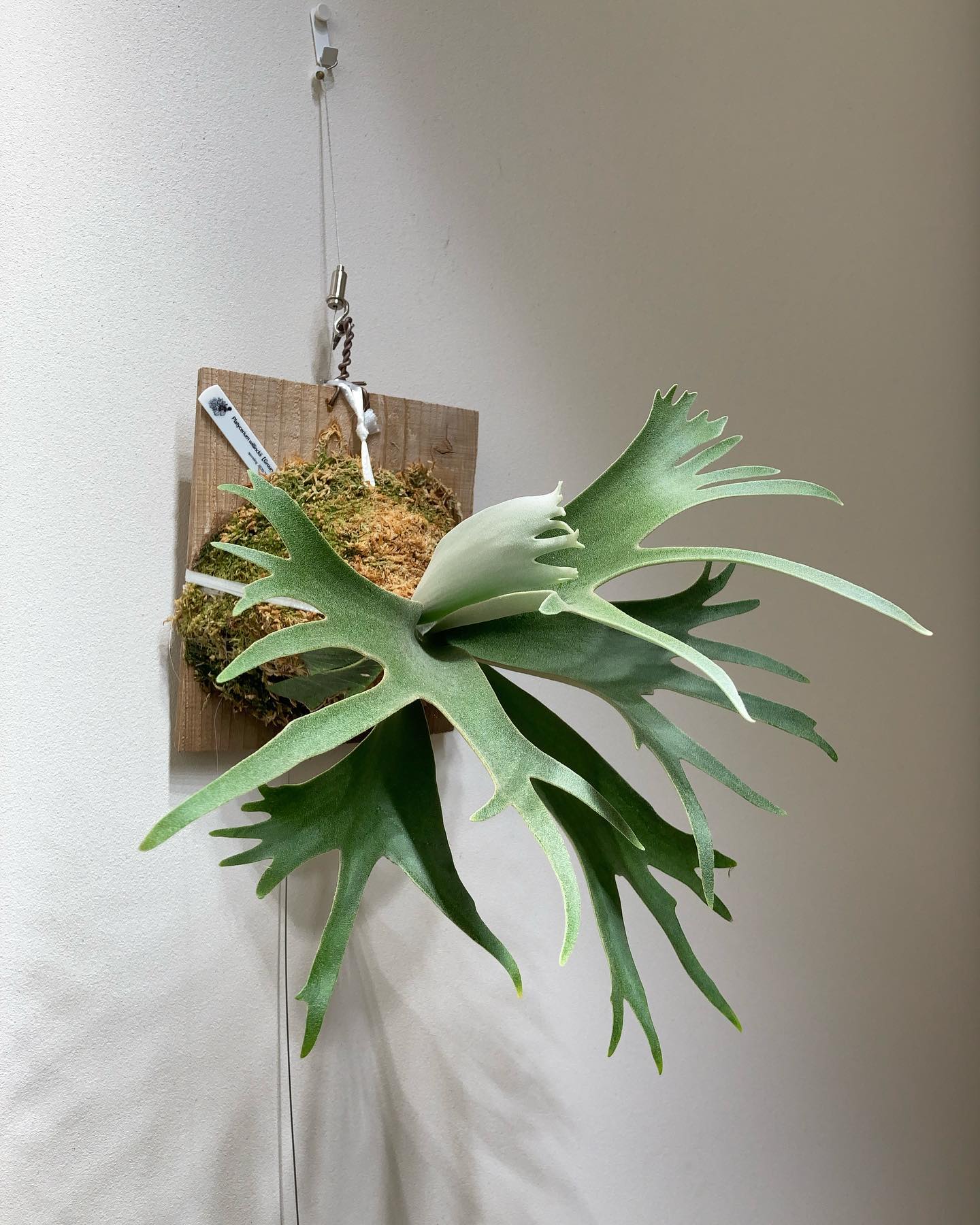 Group-K この株を見ると胞子培養してみたくなりますよね。 ということで、ビカク部屋も掃除したし