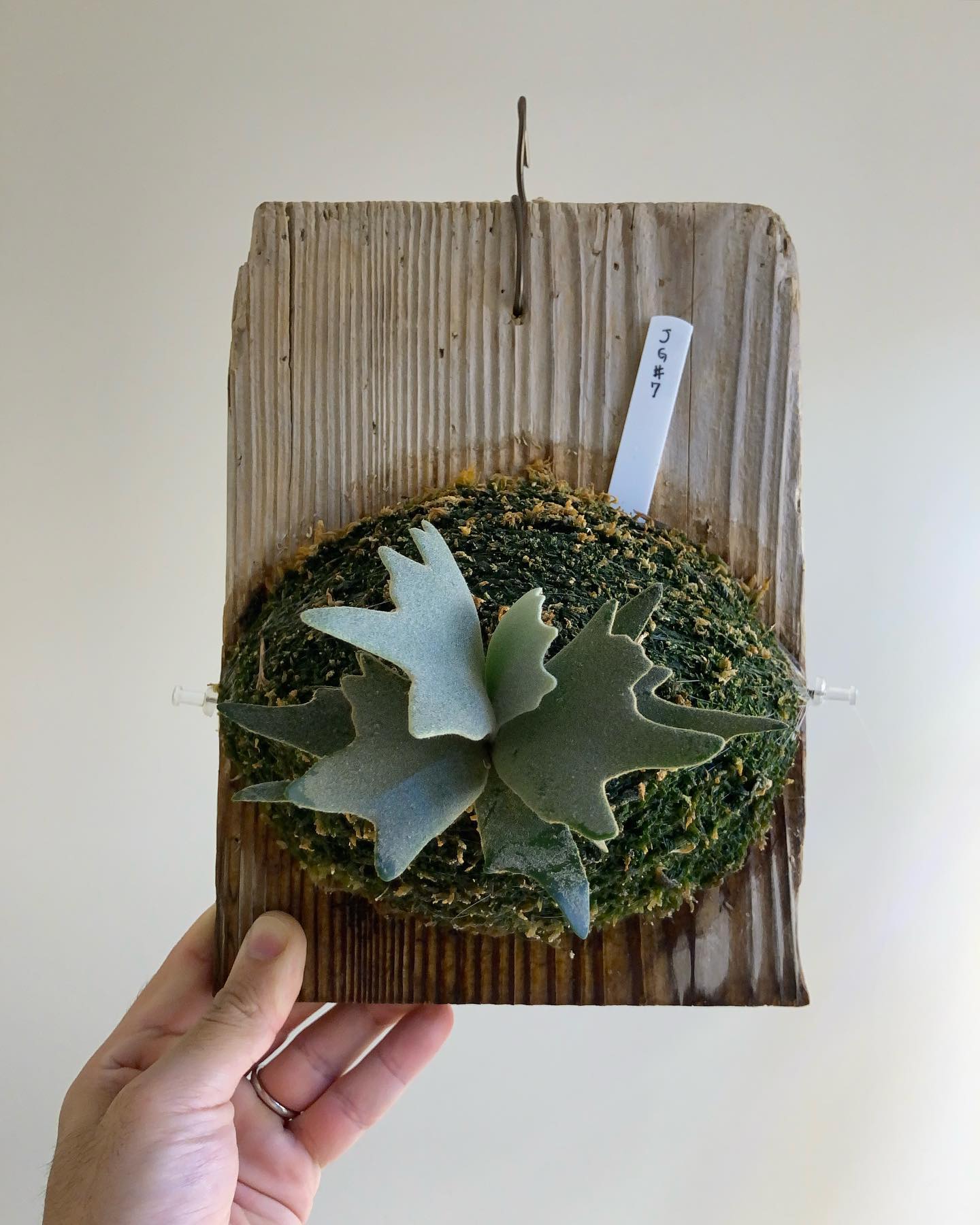 あれ、なんかドワーフの良さがわかってきたかも