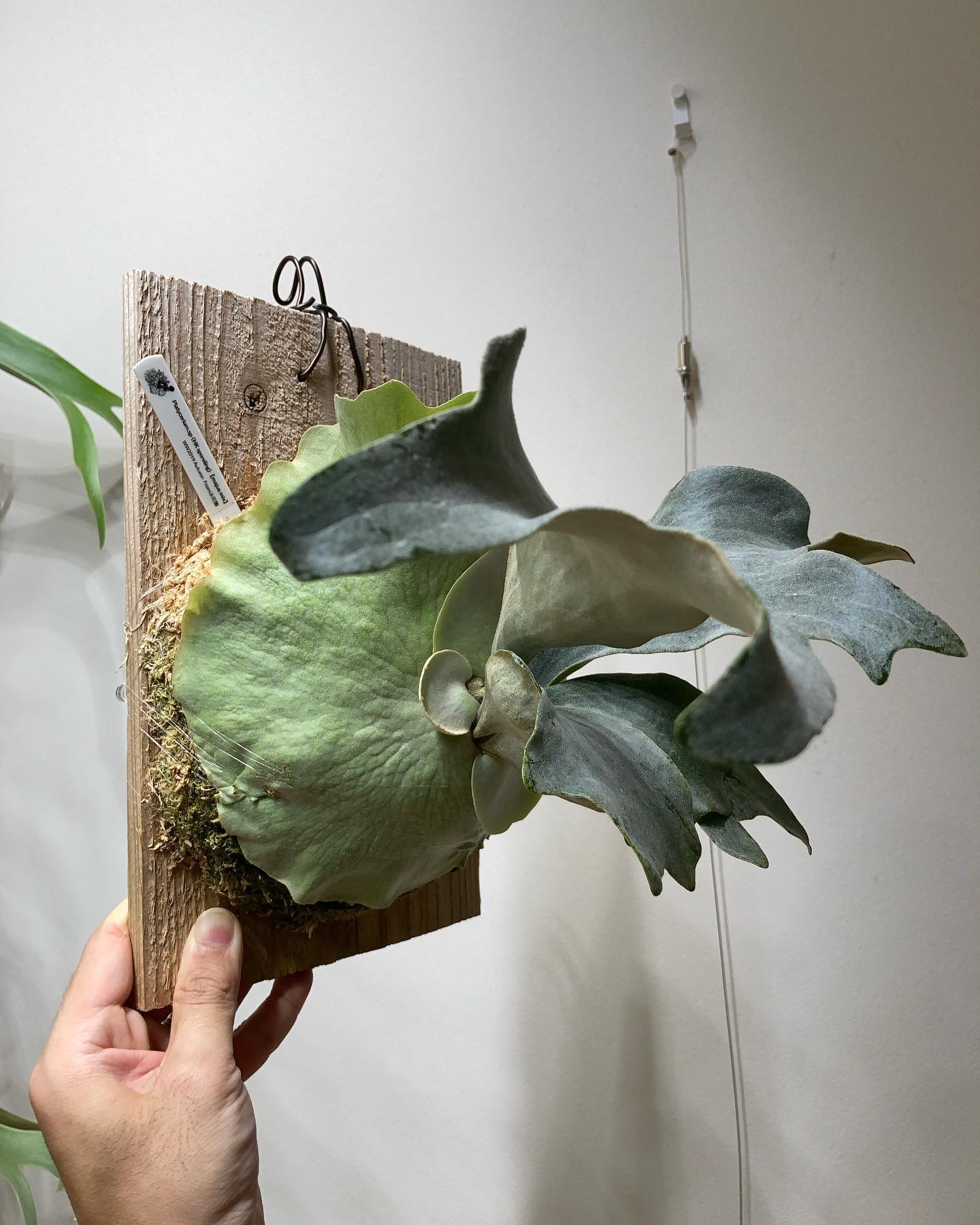 majusmixです。 やっぱり唯一無二の個性。 胞子葉2枚が控えており、さらに良くなりますね！ @