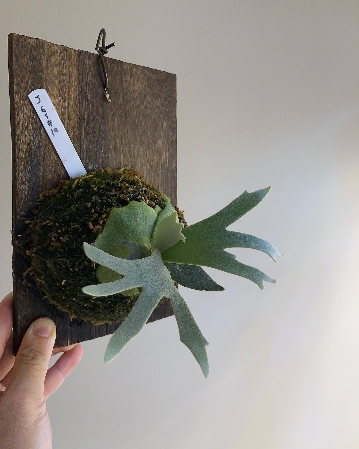 ドワーフっていいですね