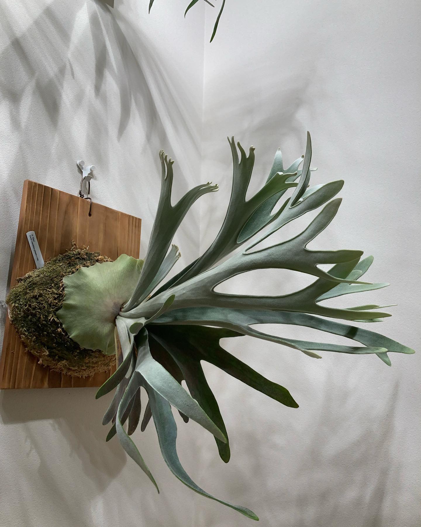 うーむ、やっぱりいいビカク。。