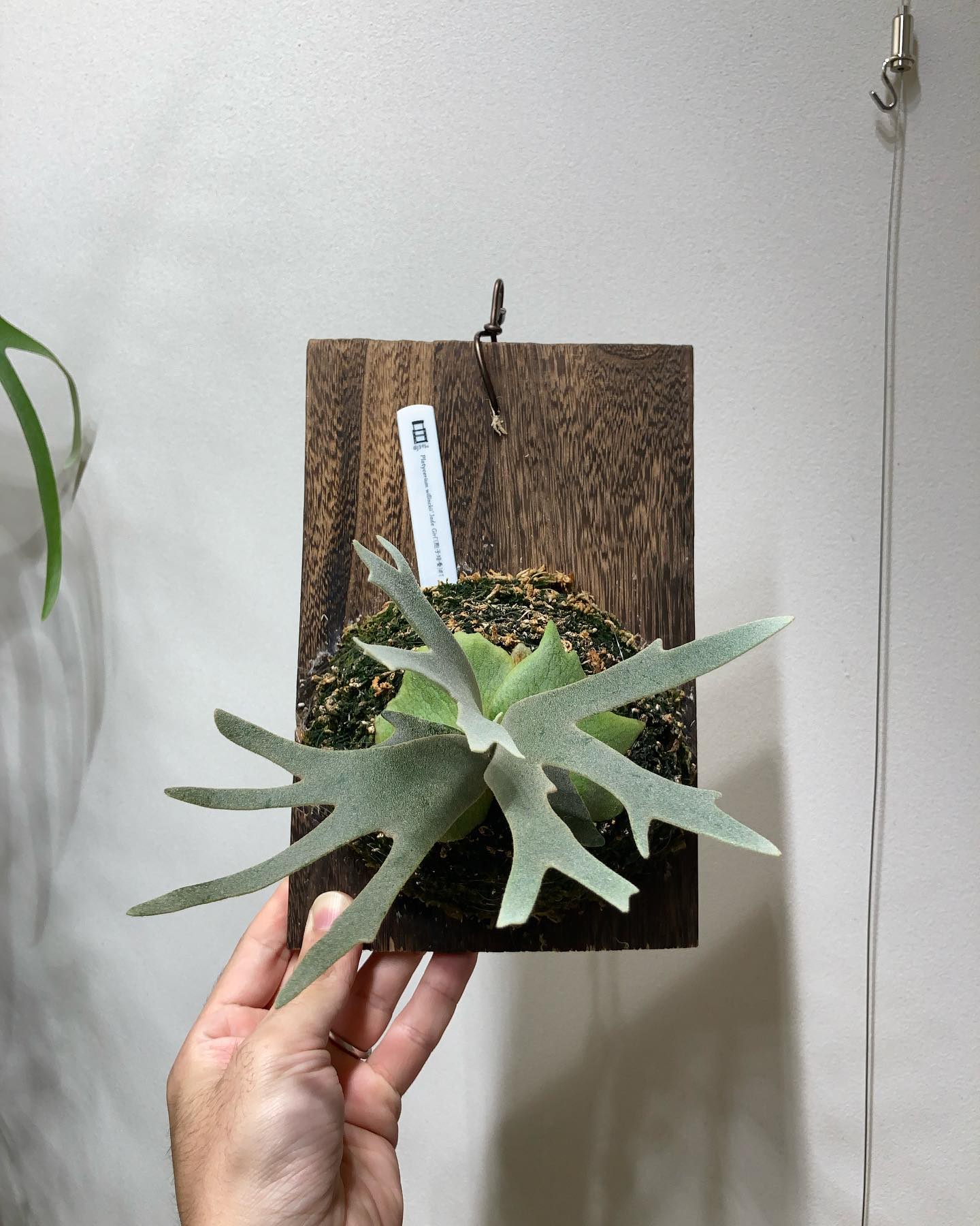 ジェイド姫 一枚目2022.11.22 六枚目2021.9.23 よくここまで大きくなったものだ。 