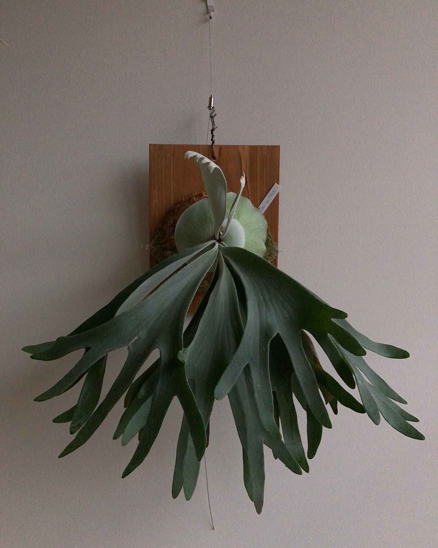 おセルソ様 一枚目2022.11.23 五枚目2021.7.21 やっと多分岐の片鱗を見せてくれるよ