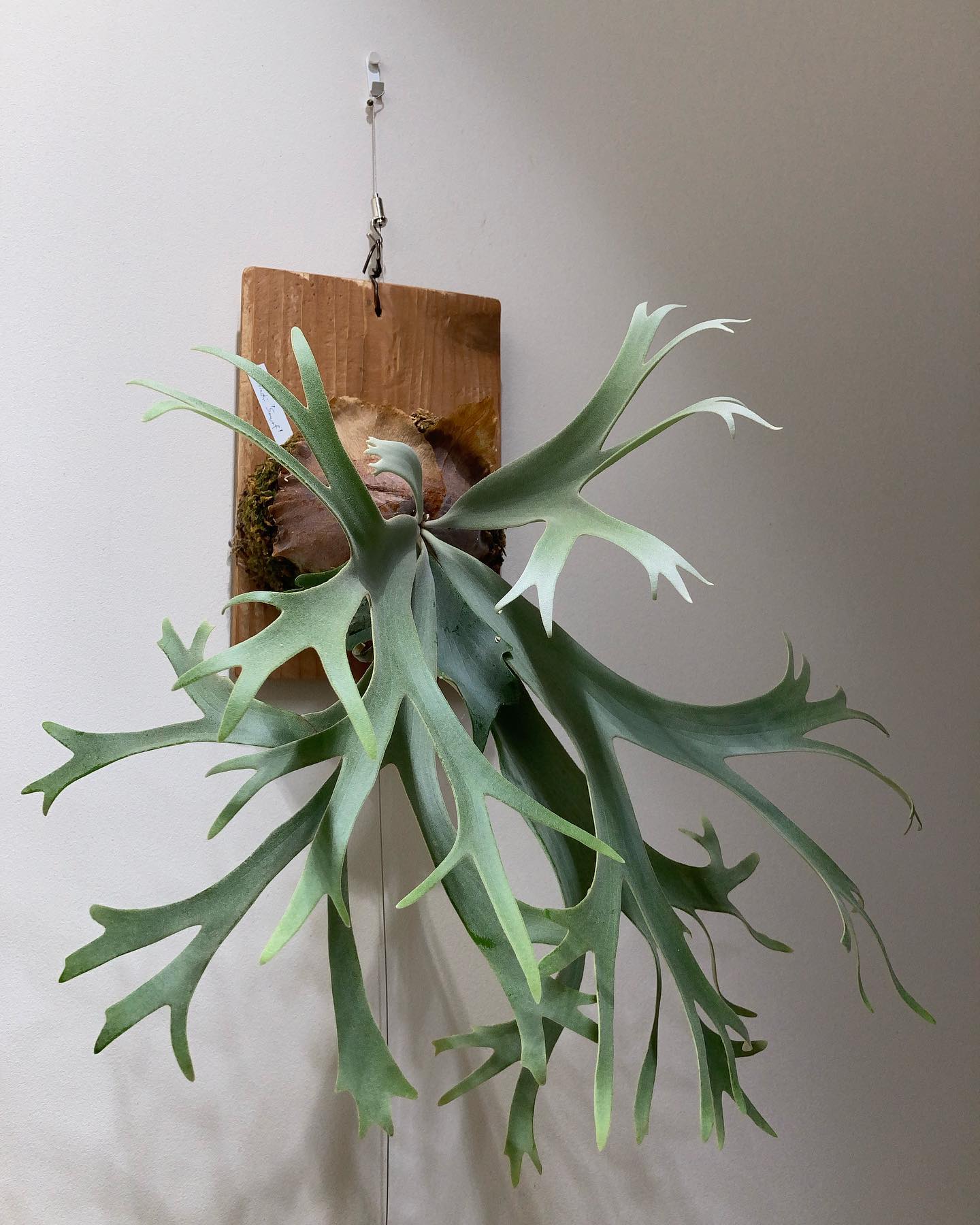 P. willinckii ’smurf’ 貯水葉ターンに入ります。 このまま、ショートでコンパクト