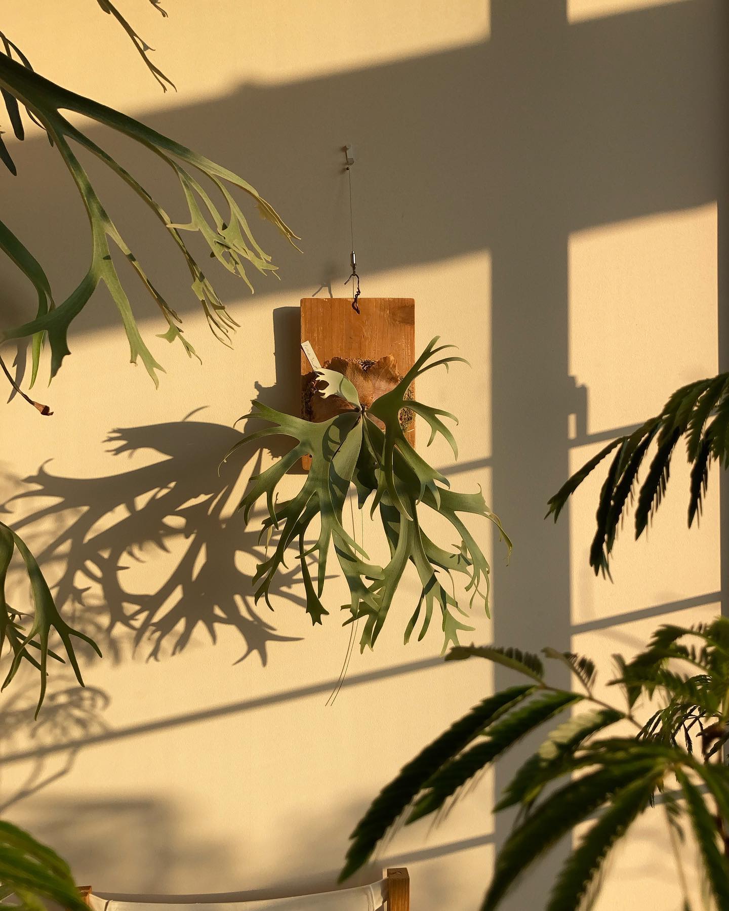 P. willinckii ’smurf’ 夕陽もまた植物がもつ魅力を引き出します。 from @k