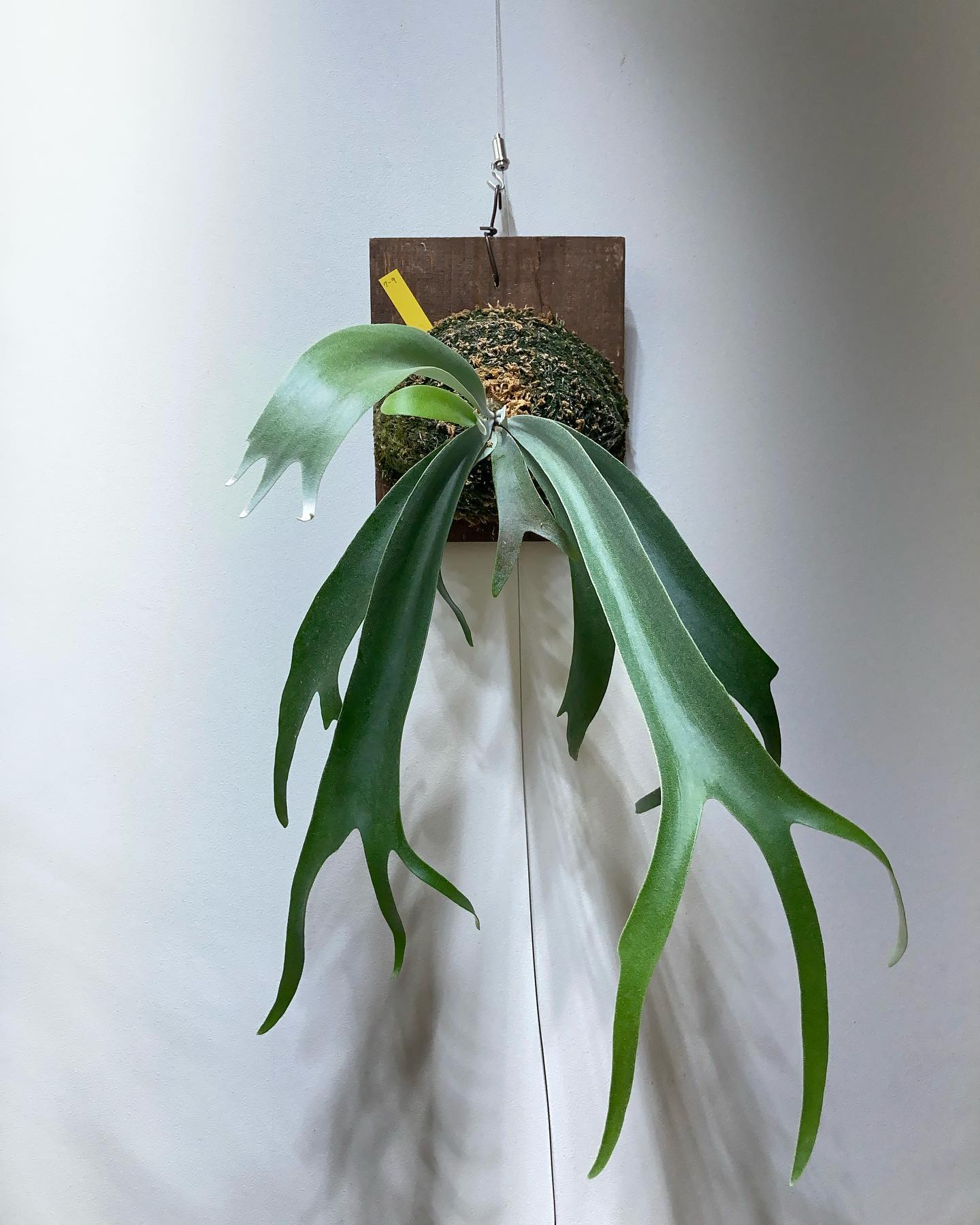 willinckii ‘7-9’ 今春の樹祭でお迎えしたビカク。 他のウィリンキーとは似ても似つかな