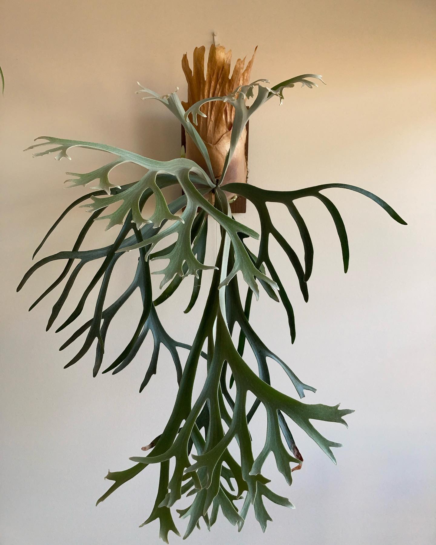 P.willinckii 'moonlight' 貯水葉が枯れ込んで、憧れのツートーンになりました。