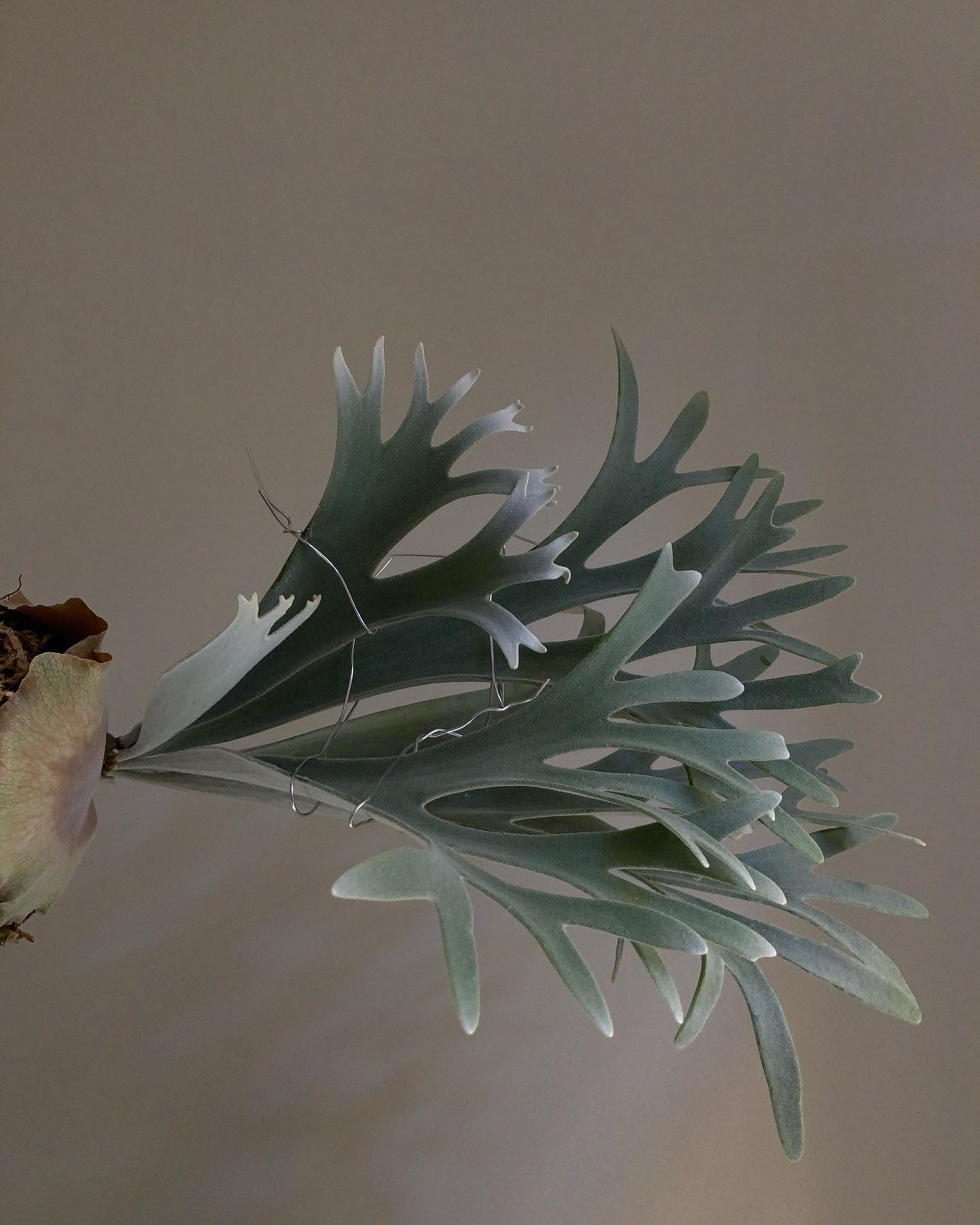 光が強いためか、エルサの胞子葉が放射状に展開しないため矯正。 四枚目→三枚目 これで少しでも良くなれ