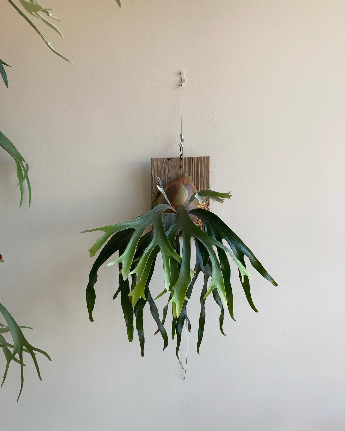 マウントルイス 最近、よく視界に入るビカク。 まとまりが良くて気に入ってます。 from @bota