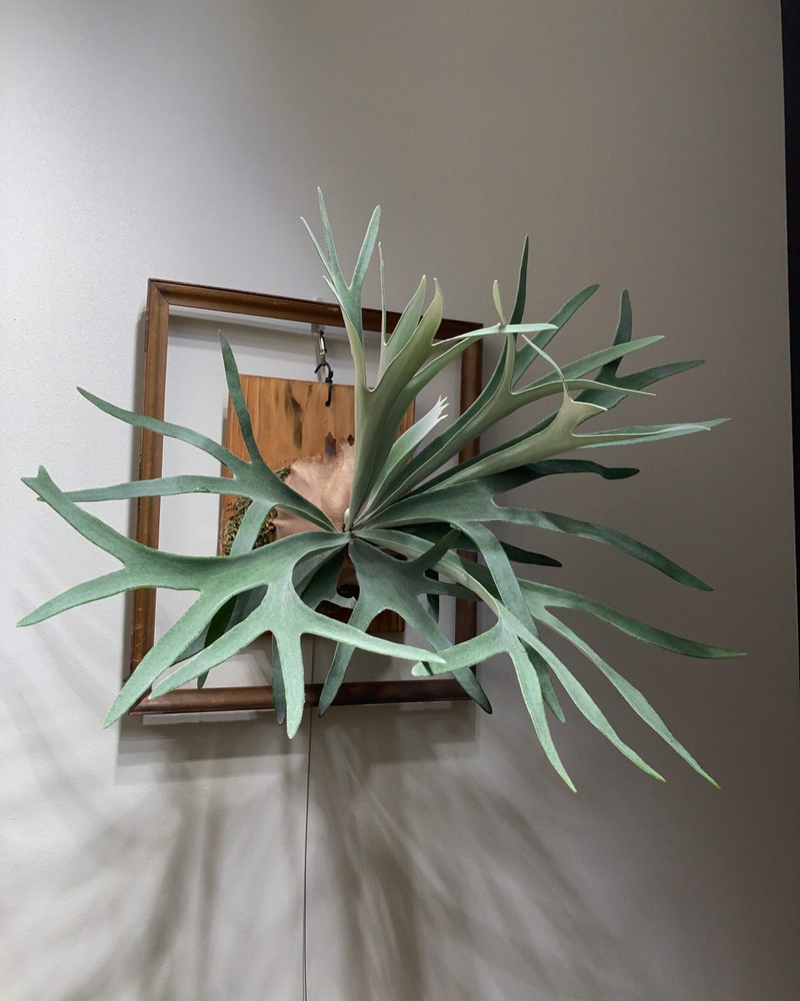 P.veitchii ‘King fisher’ ベイチーは難しいな〜