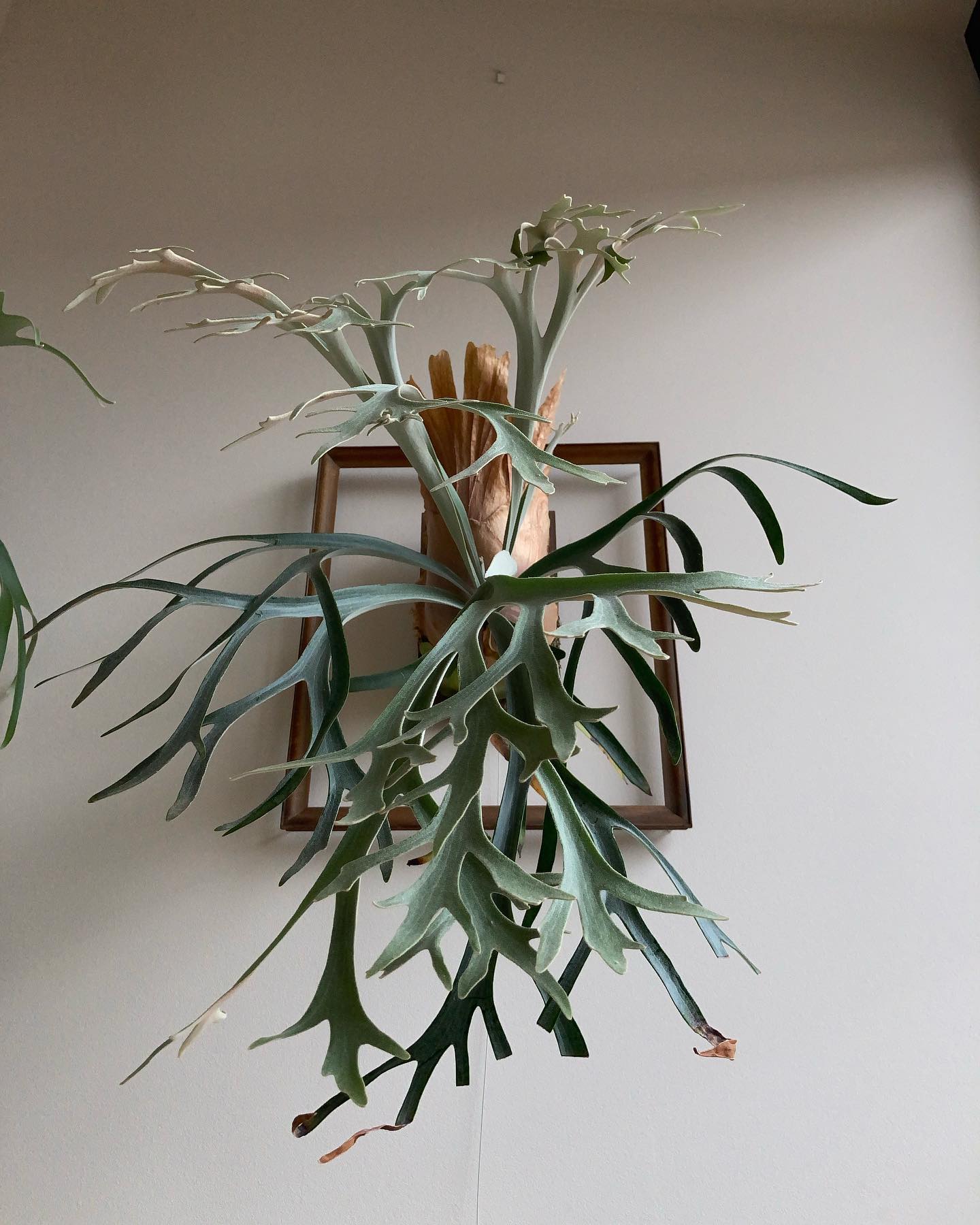 P.willinckii 'moonlight' 月光爪哇ではありません。 見る角度によって表情が全