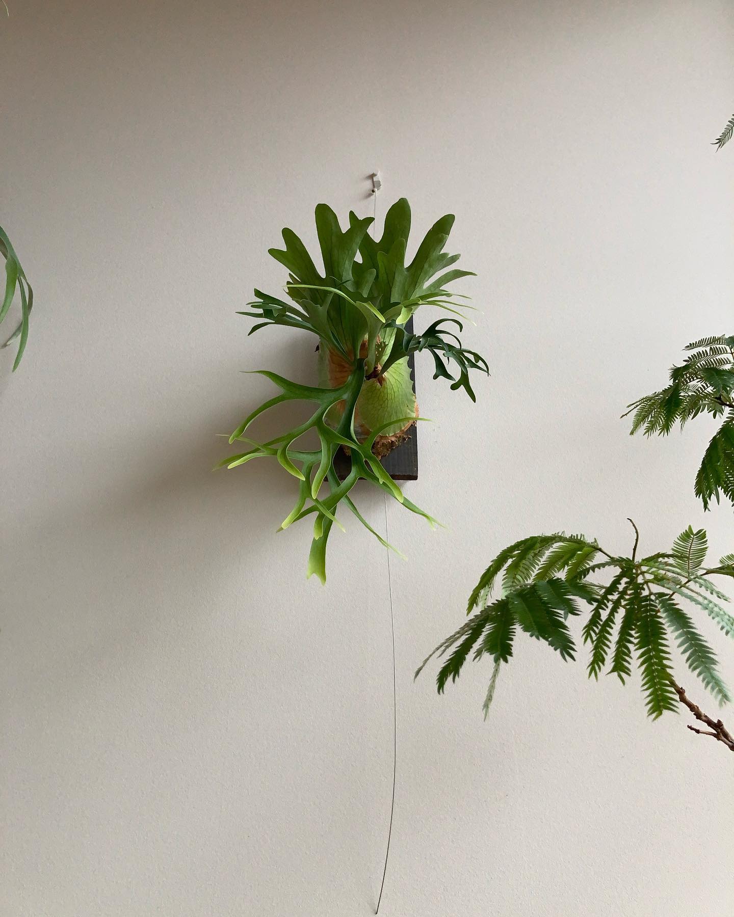 コロナ様 見上げて鑑賞する これが正しい作法です。 新しい胞子葉も多分岐っぽい感じ。あとはコンパクト