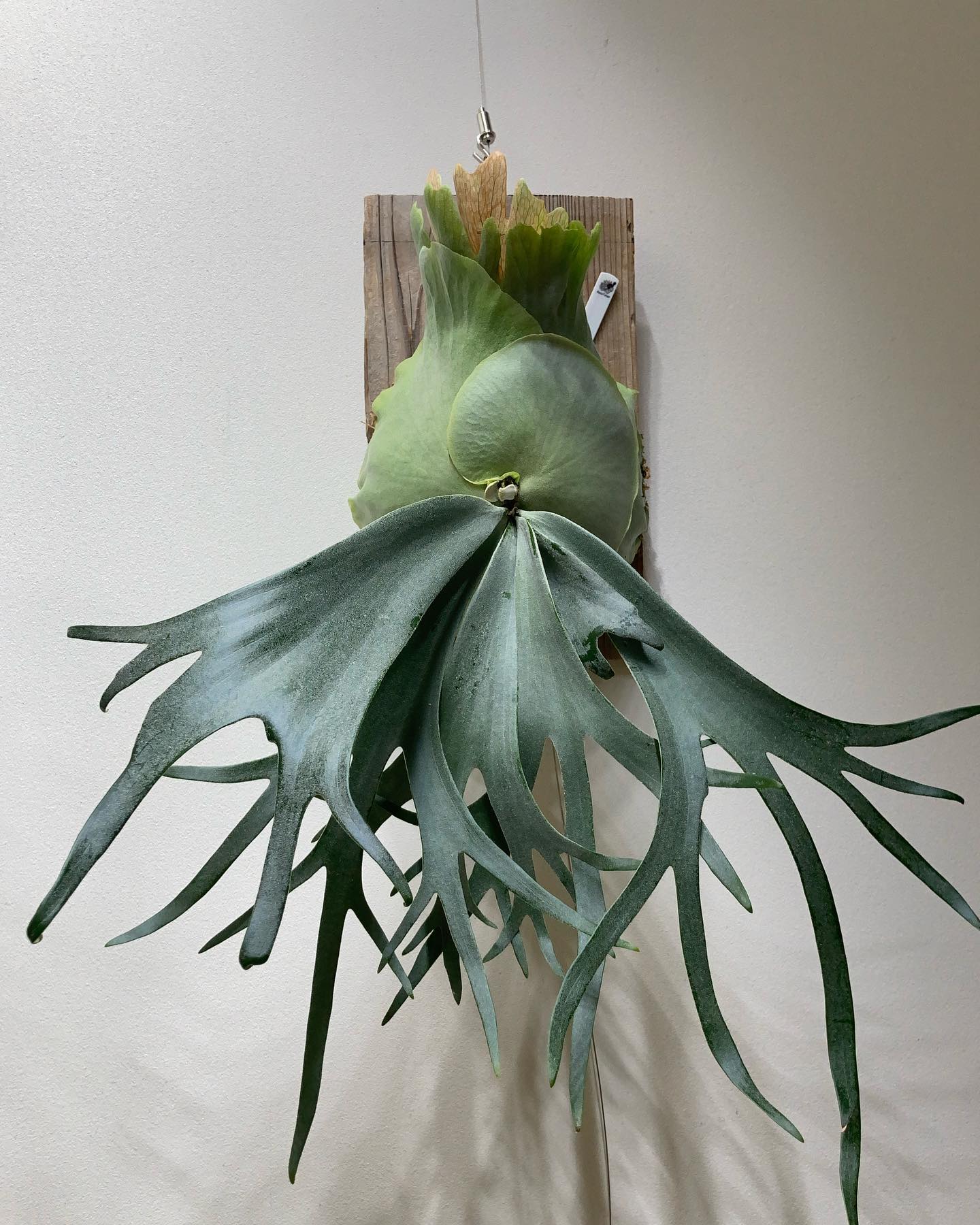 スーダン いい感じの胞子葉が生えてきました。