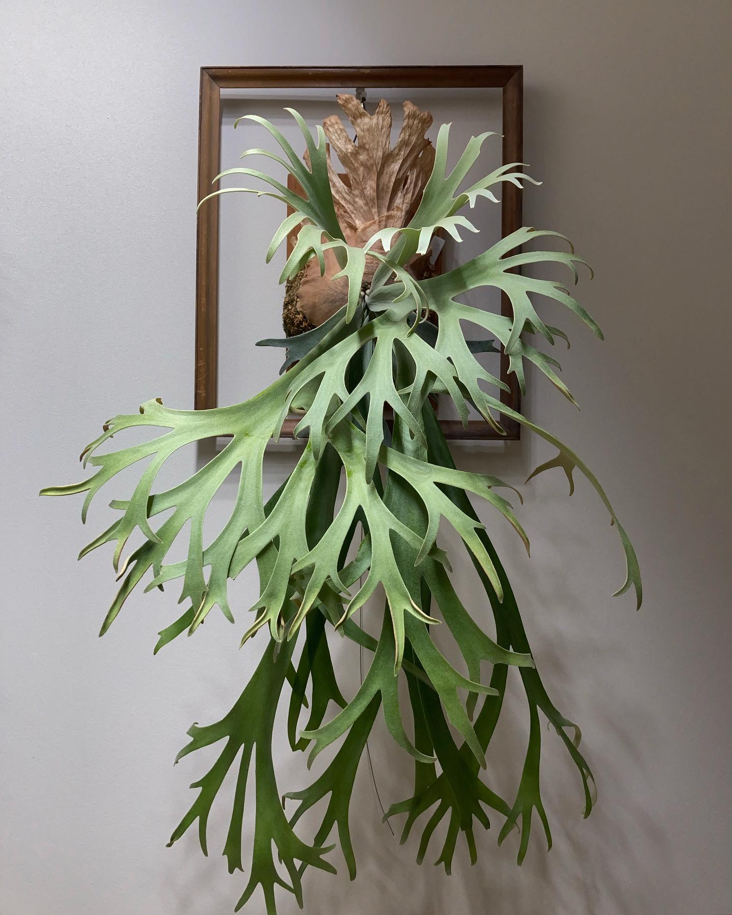 月光爪哇 胞子つくと先端が丸まるんですね。 最近、成長が遅いな。貯水葉ターン初めだからか？ from