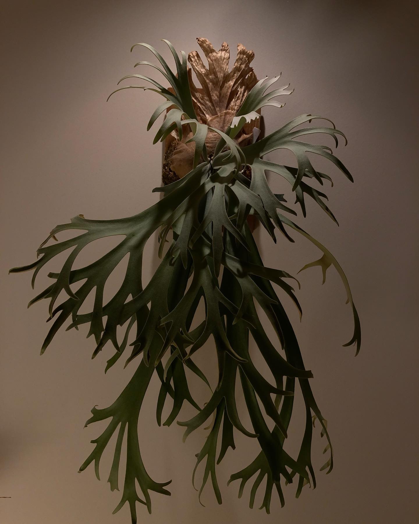 ビカクまだ育ててない方、ほんとビカク育てた方がいいですよ？ 人生の半分くらい損してますよ？？多分