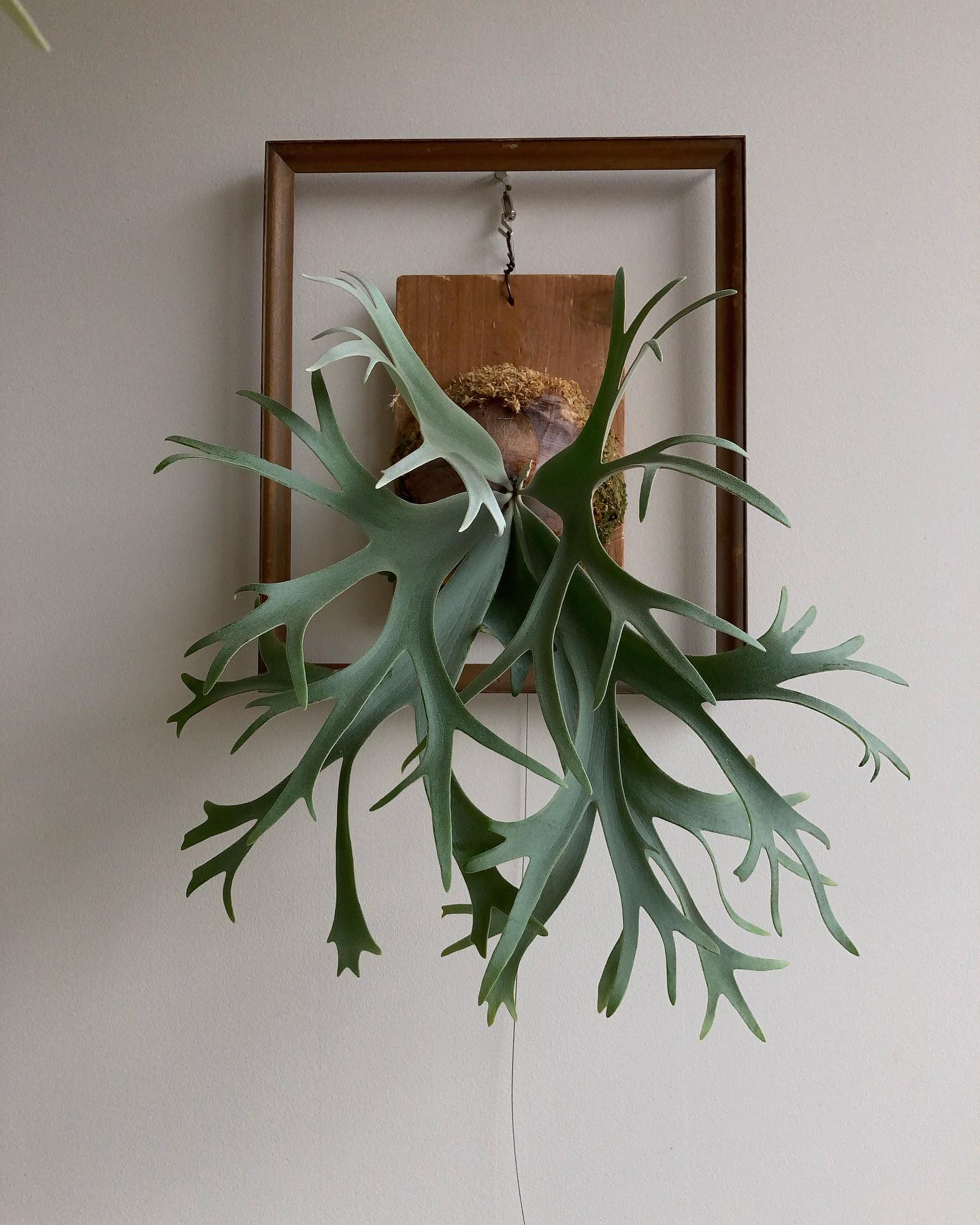 P. willinckii ’smurf’ やっぱいいな、これ。 from @katsu_hibin