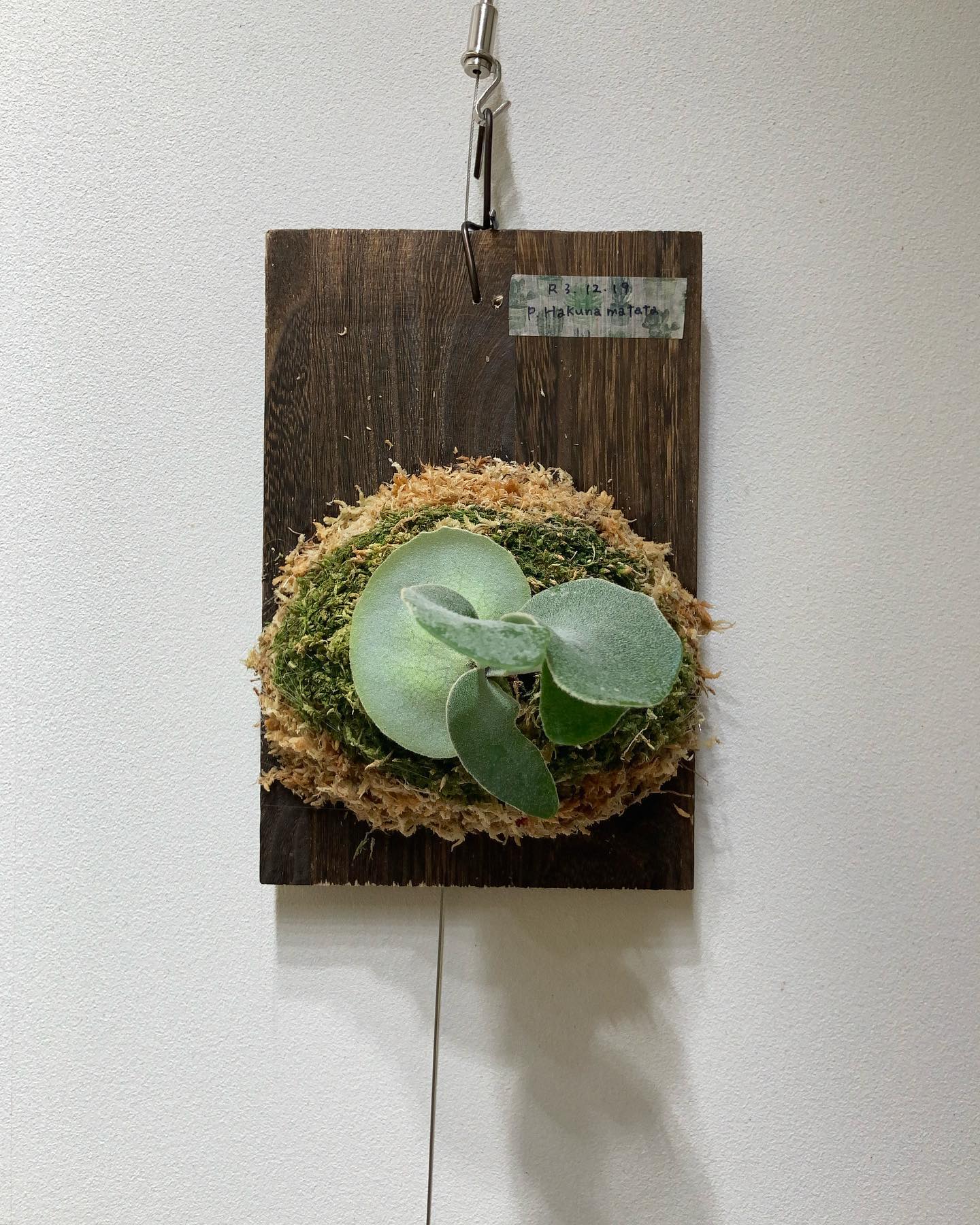 ハクナマタタ 苔増し記念。 根っこがめちゃくちゃ元気です。これは成長早い系ビカクの予感がします 早く