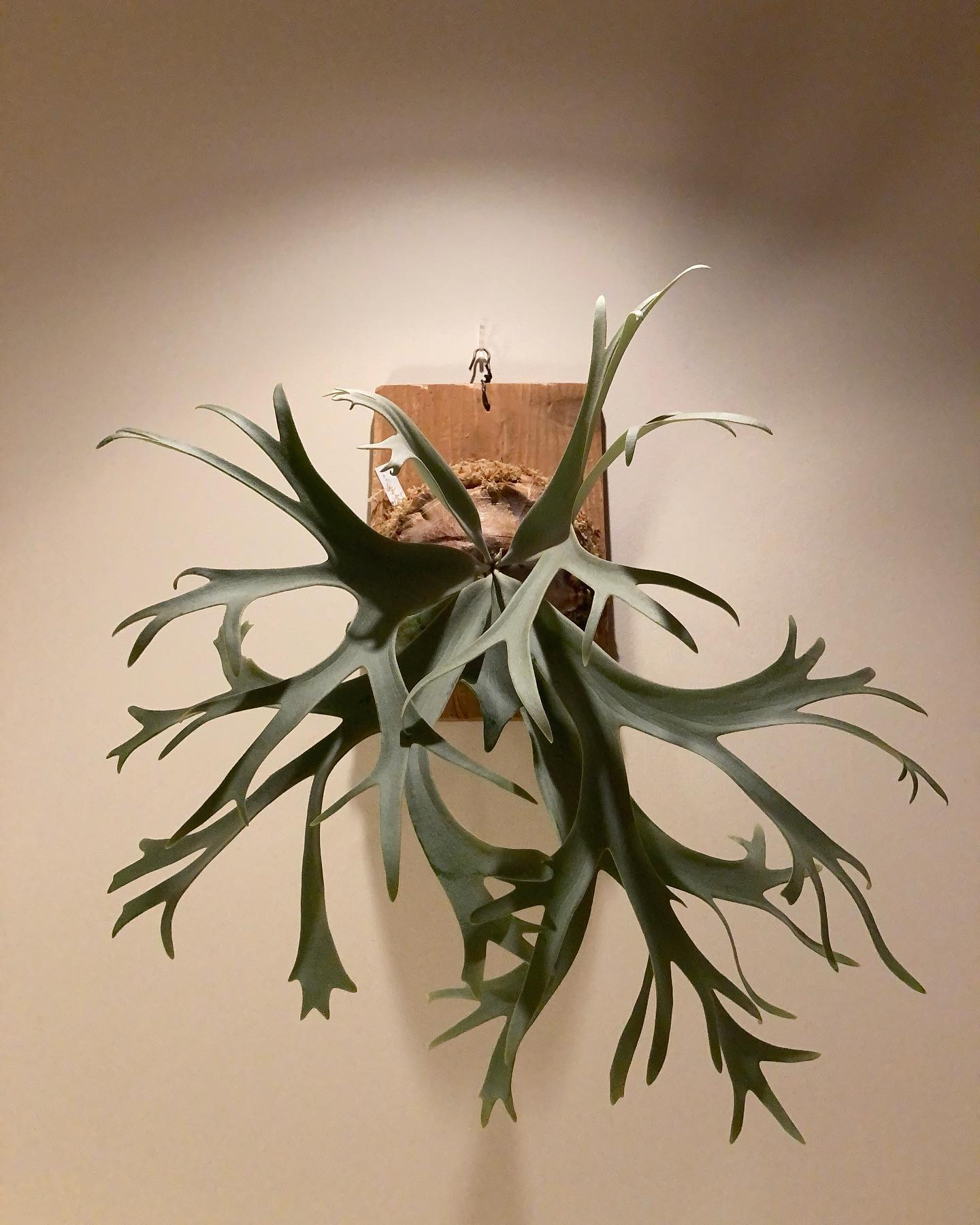 貴方、とてもいいわね素敵だわ。 P. willinckii ’smurf’ from @katsu_