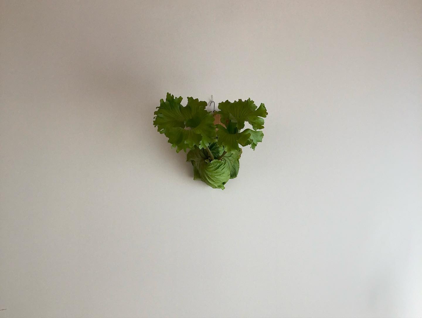 モンキーキング 晴れの日はリドレイを撮りたくなりますよね？