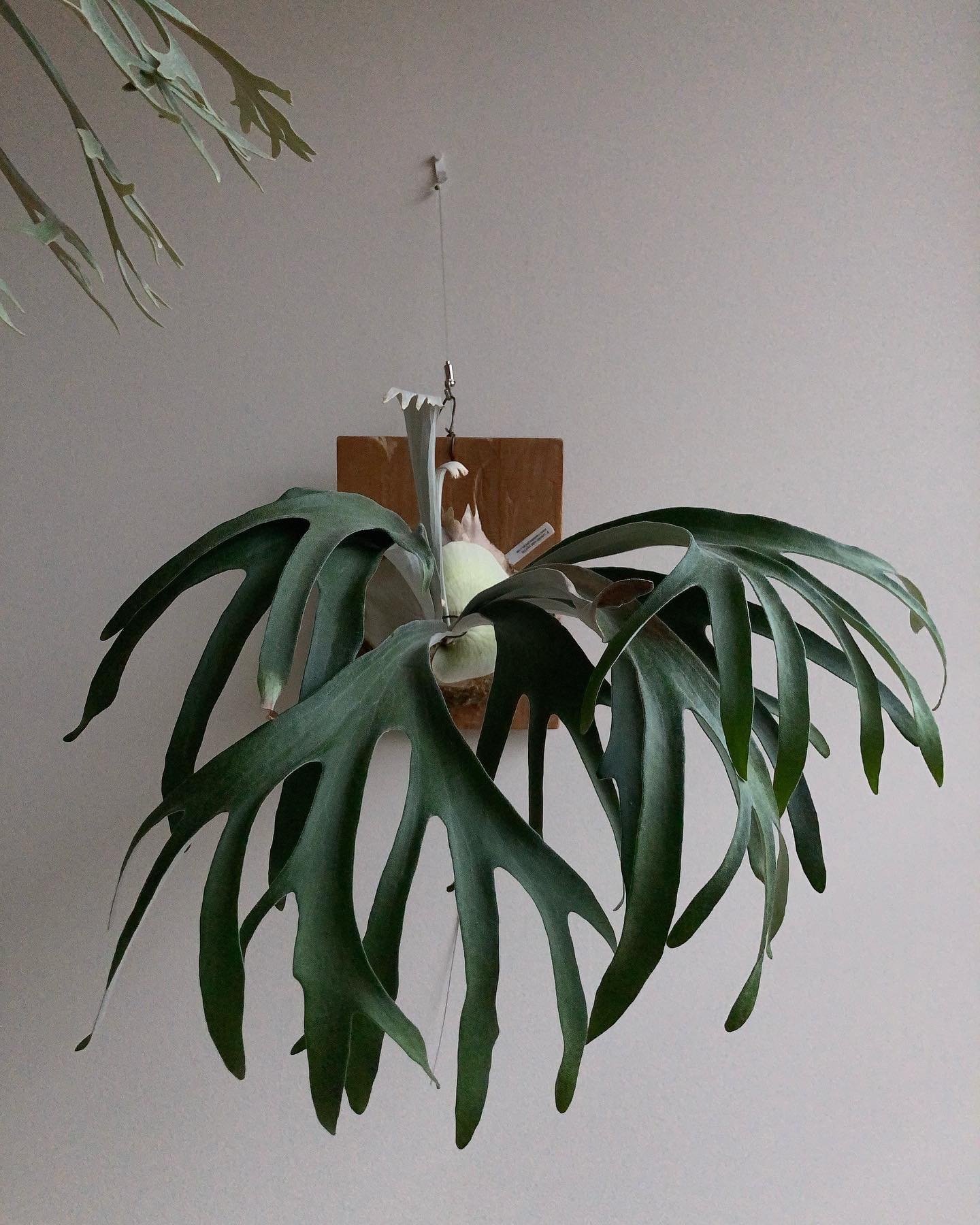 ベイチーvp16 最近、水やりのタイミングを変えてから胞子葉が短くガチガチになってきました。(そのか