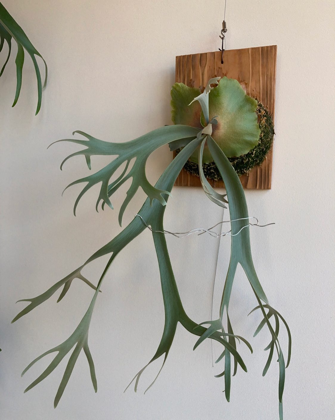 P.willinckii ‘yellow moon’ いい感じです。胞子早くほしい