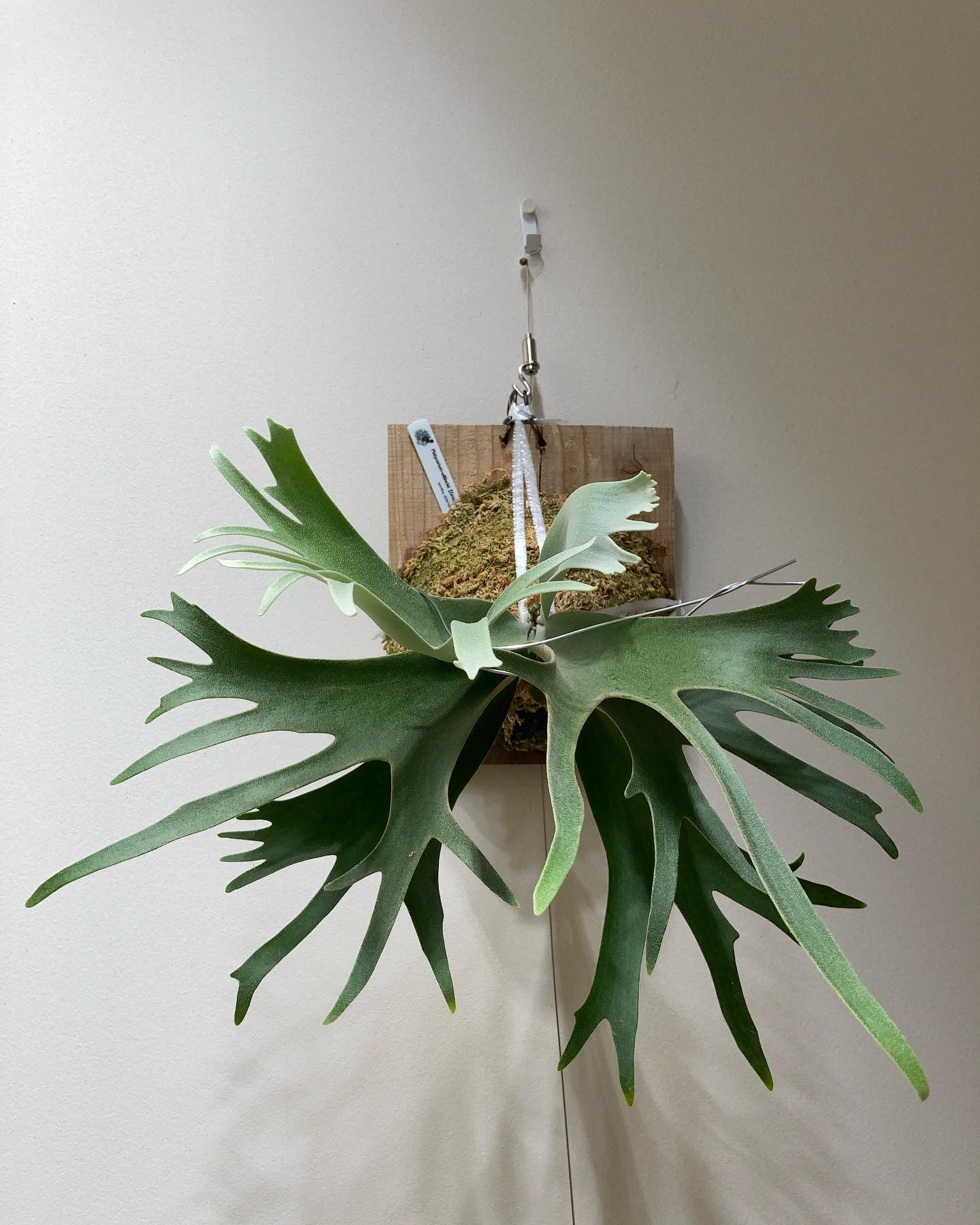 Group-K 一枚目 11月20日 四枚目 7月3日 貯水葉早く… 首折れしそう…