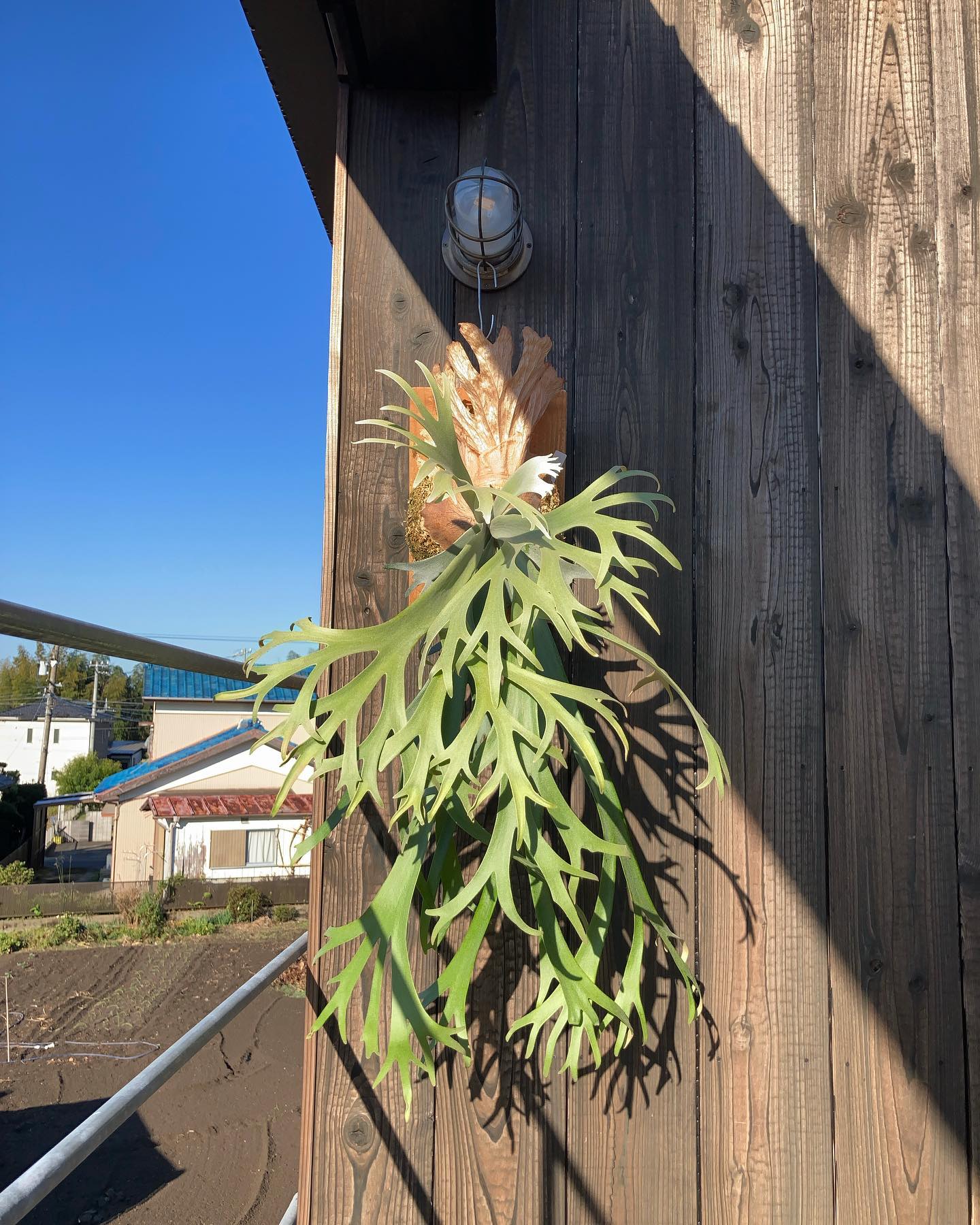 やっぱり焼き杉板の背景はしっくりきます。